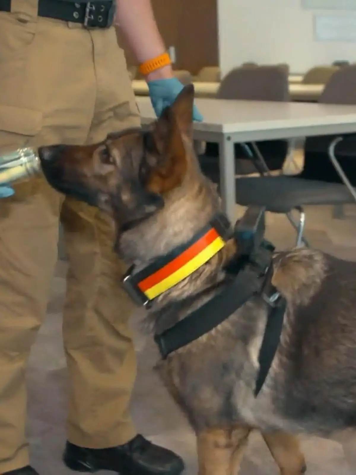 Bild zu: "Warum Privatmenschen Suchhunde buchen"