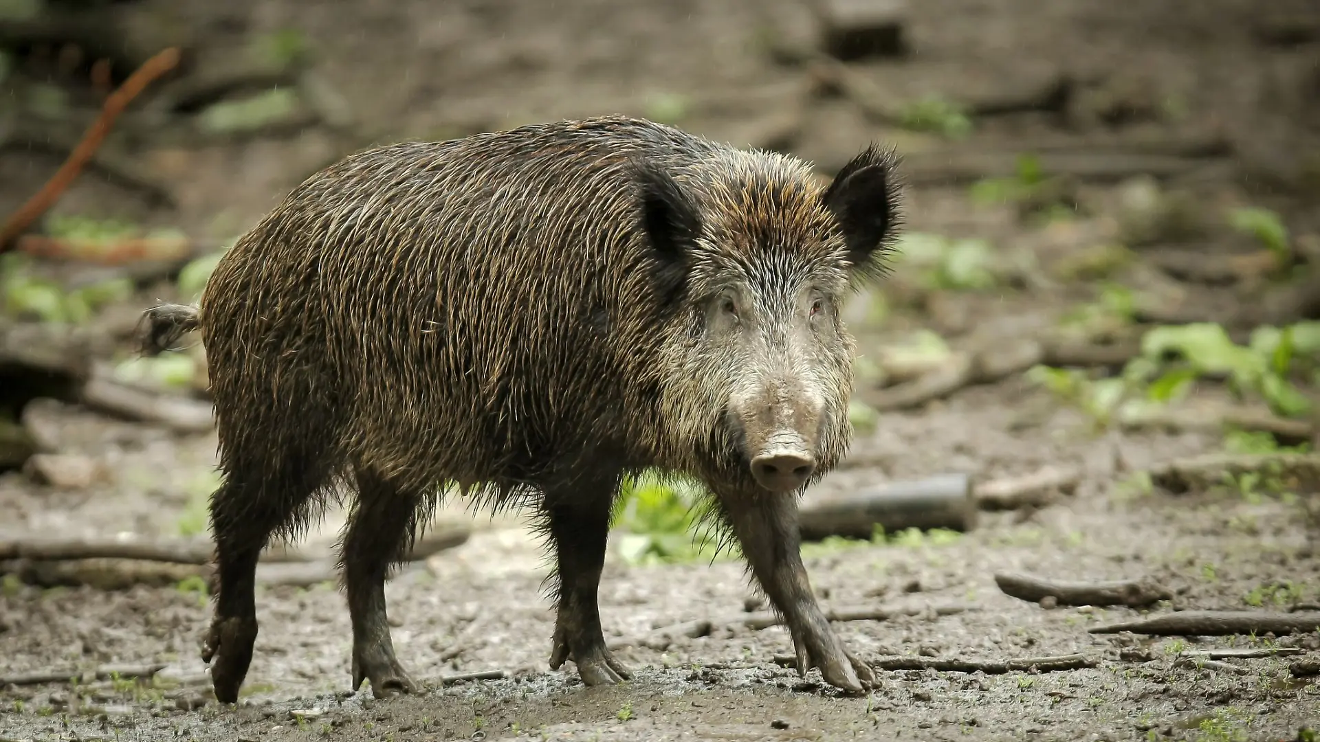 Einmal infizierte Tiere tragen das Virus lebenslang in sich. (Symbolbild)