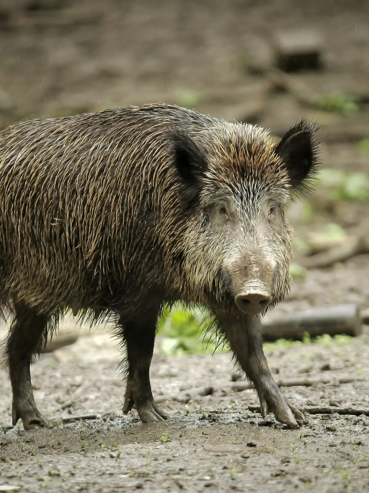 Bild zu: "Jäger verwechselt Mensch mit Wildschwein, dann liegen drei Männer tot im Wald"