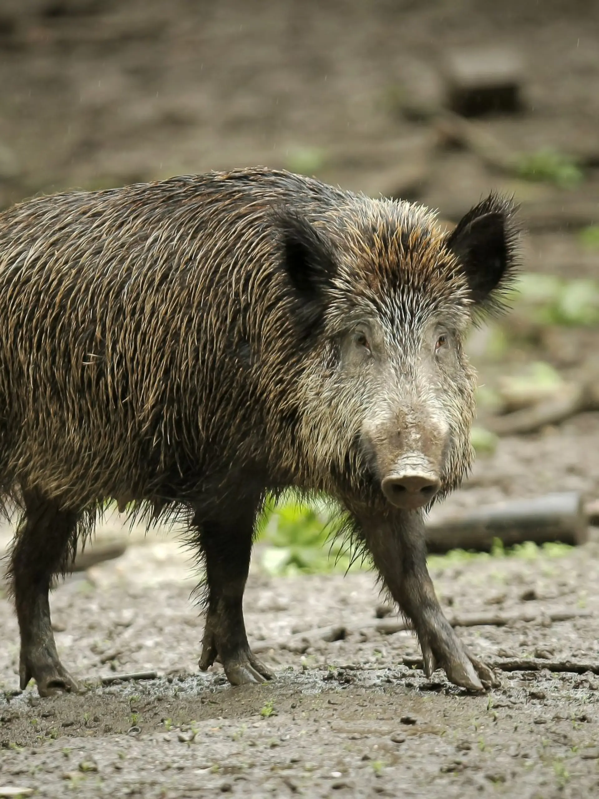 Bild zu: "Jäger verwechselt Mensch mit Wildschwein, dann liegen drei Männer tot im Wald"