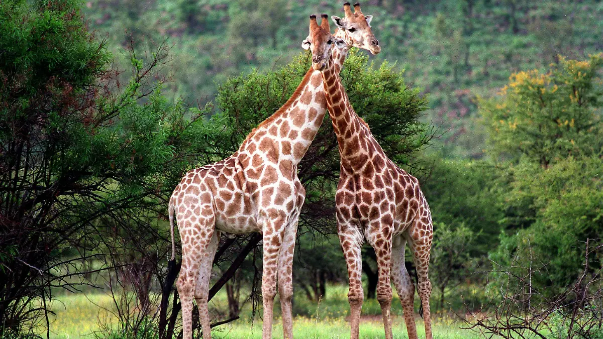 Ein Giraffen-Pärchen in freier Wildbahn schmiegt sichan den langen Hälsen eng aneinander. Aufgenommen im Januar 1998 im Wildpark von Sun City/Südafrika.