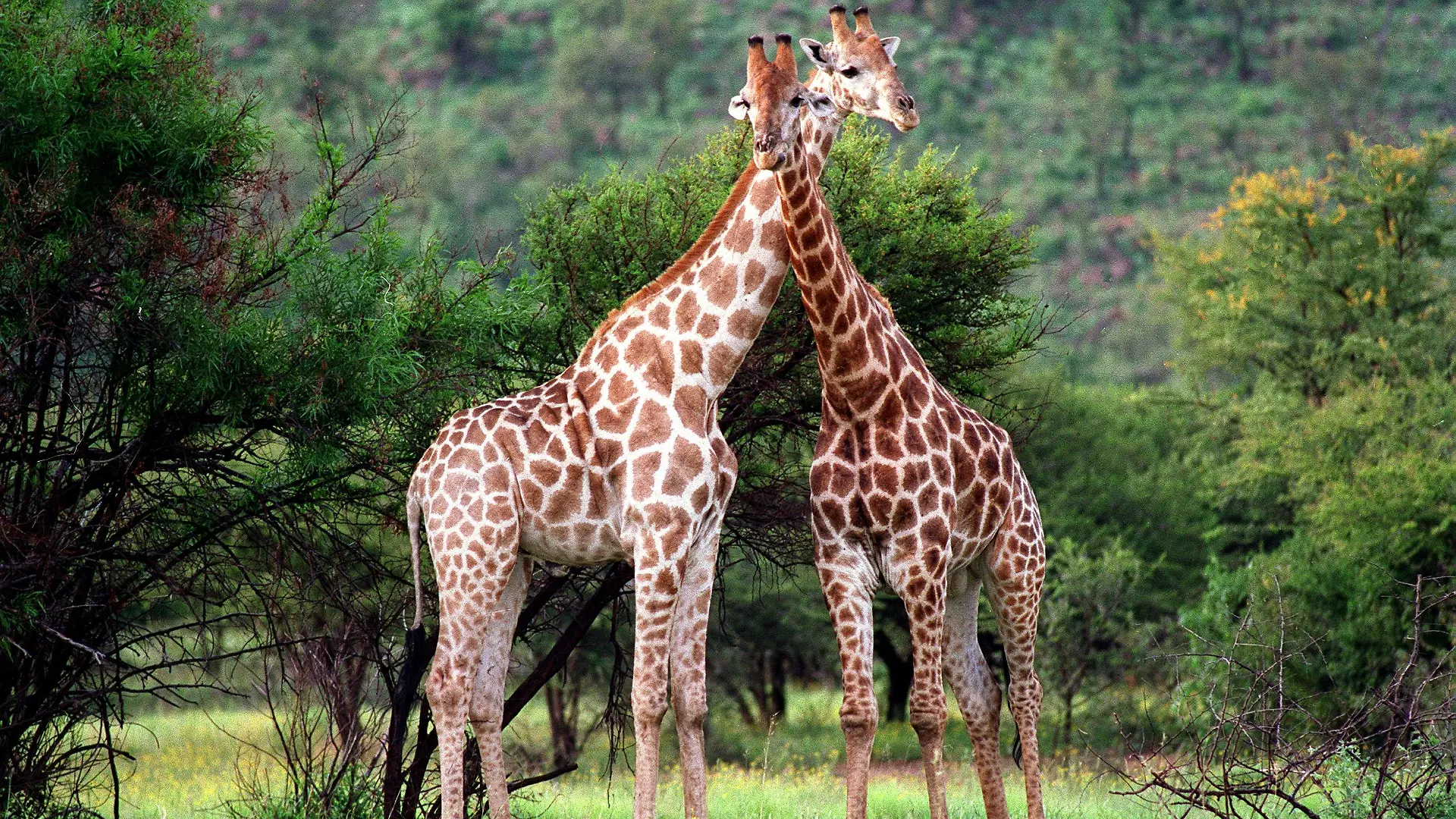 Ein Giraffen-Pärchen in freier Wildbahn schmiegt sichan den langen Hälsen eng aneinander. Aufgenommen im Januar 1998 im Wildpark von Sun City/Südafrika.