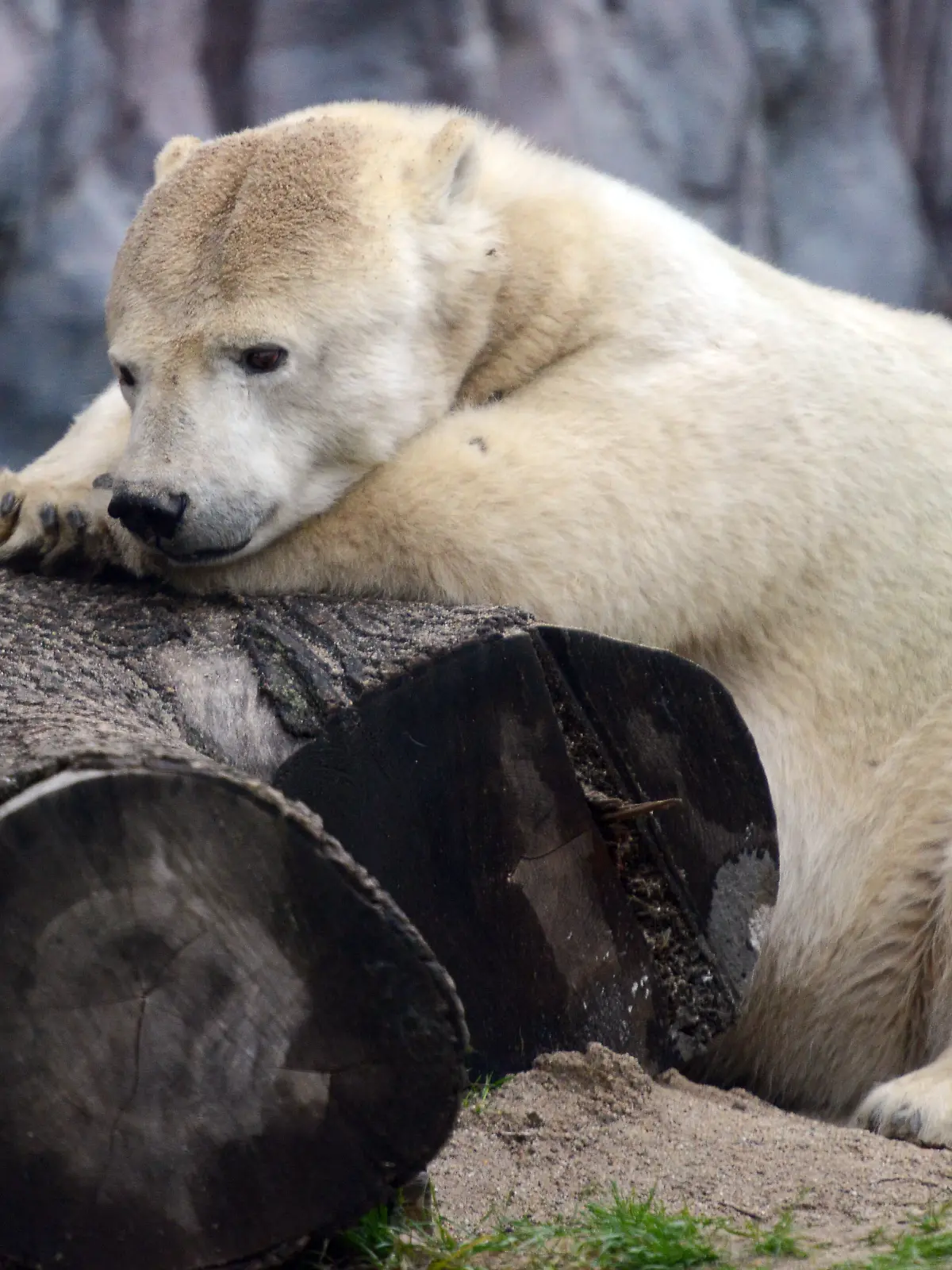 Bild zu: "Zoo trauert um kleinwüchsige Eisbärin Antonia "