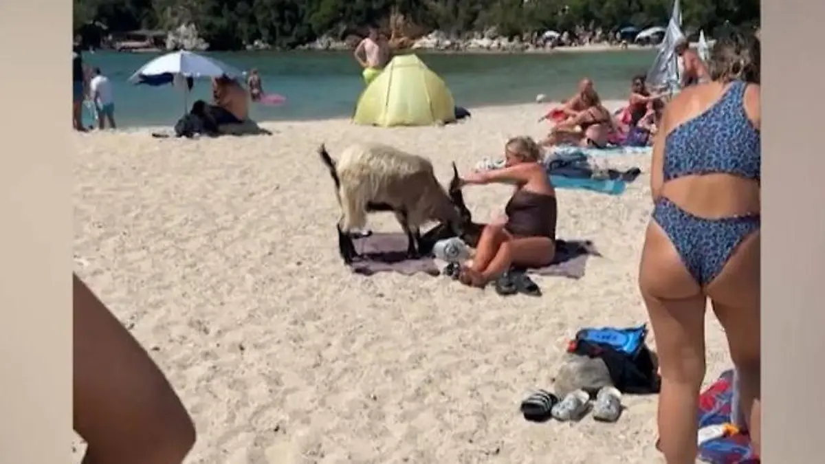Zügellose Ziege am Strand! Touri wehrt sich mit Kinderschaufel  Ganz schön bockig!
