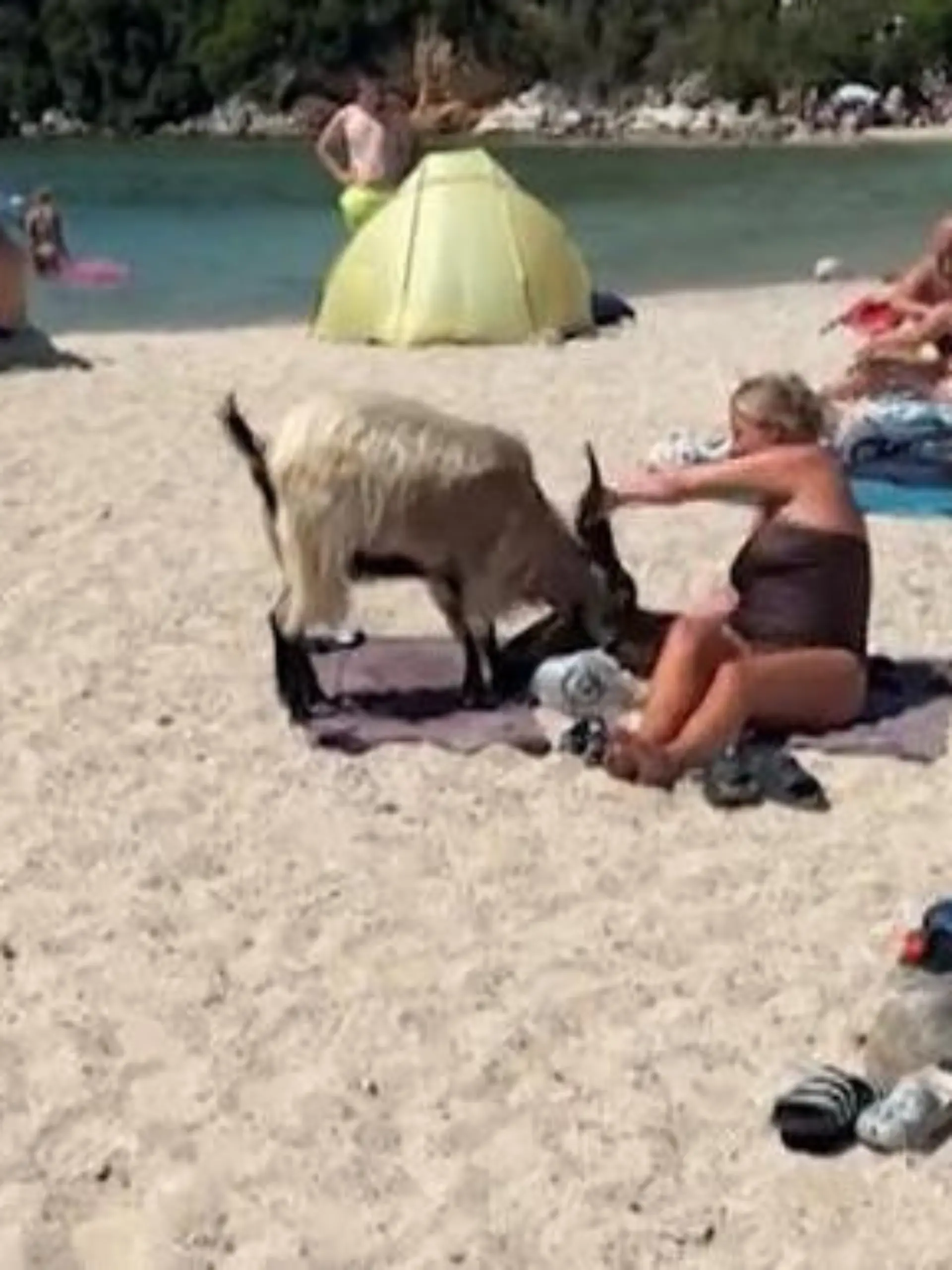 Bild zu: "Zügellose Ziege am Strand! Touri wehrt sich mit Kinderschaufel "