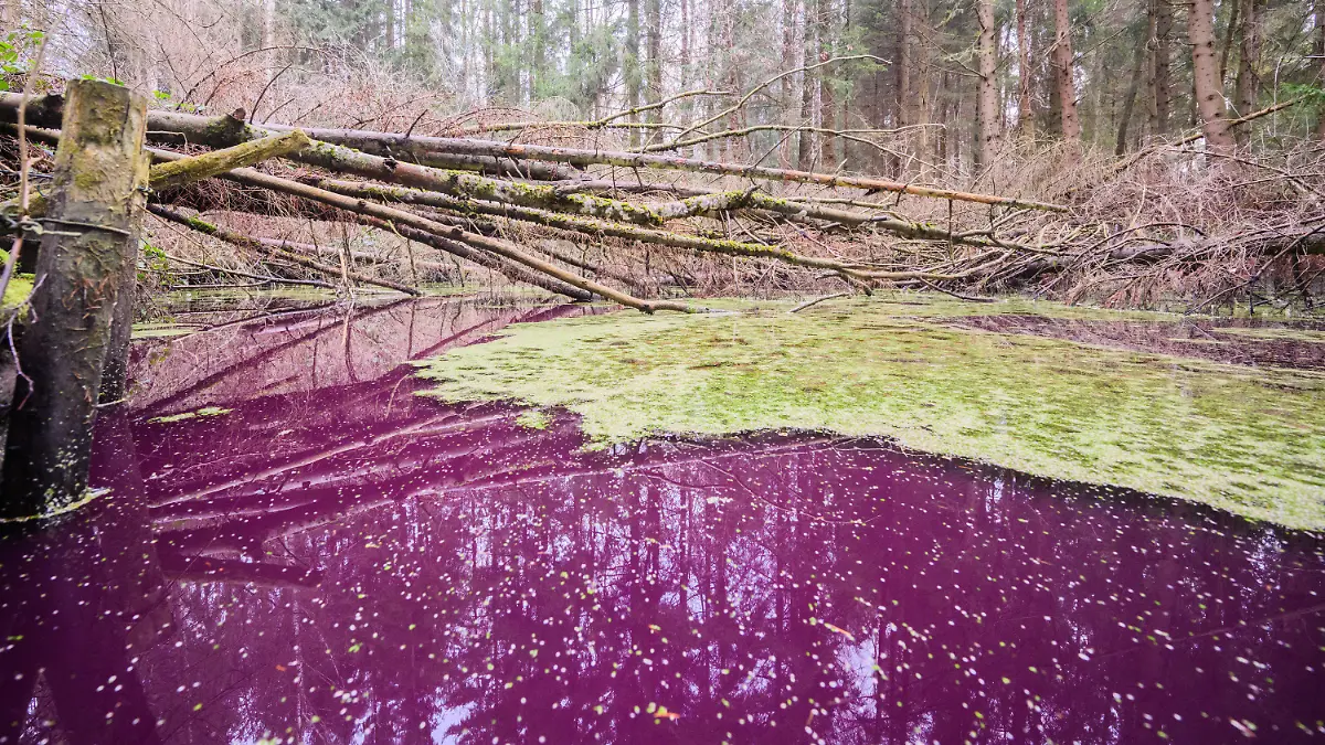 10.01.2023, Niedersachsen, Sibbesse: Purpurfarben schimmert das Wasser in einem kleinen Teich im Hildesheimer Wald bei Sibbesse. Experten vom Niedersächsischen Landesbetrieb für Wasserwirtschaft, Küsten- und Naturschutz (NLWKN) vermuten, dass Mikroorganismen für die Verfärbung sorgen. Im Hildesheimer Wald sind es sehr wahrscheinlich Purpurbakterien, die das Wasser verfärben. Foto: Julian Stratenschulte/dpa +++ dpa-Bildfunk +++