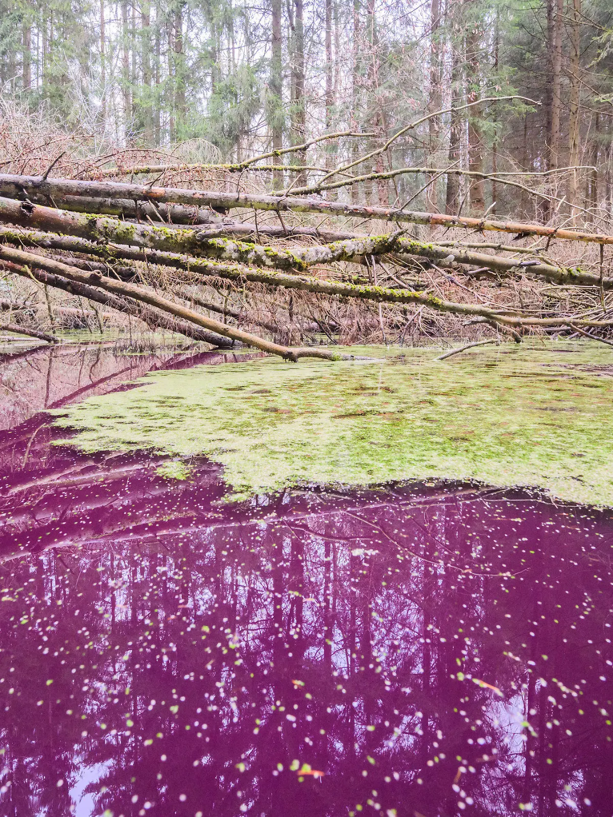 10.01.2023, Niedersachsen, Sibbesse: Purpurfarben schimmert das Wasser in einem kleinen Teich im Hildesheimer Wald bei Sibbesse. Experten vom Niedersächsischen Landesbetrieb für Wasserwirtschaft, Küsten- und Naturschutz (NLWKN) vermuten, dass Mikroorganismen für die Verfärbung sorgen. Im Hildesheimer Wald sind es sehr wahrscheinlich Purpurbakterien, die das Wasser verfärben. Foto: Julian Stratenschulte/dpa +++ dpa-Bildfunk +++