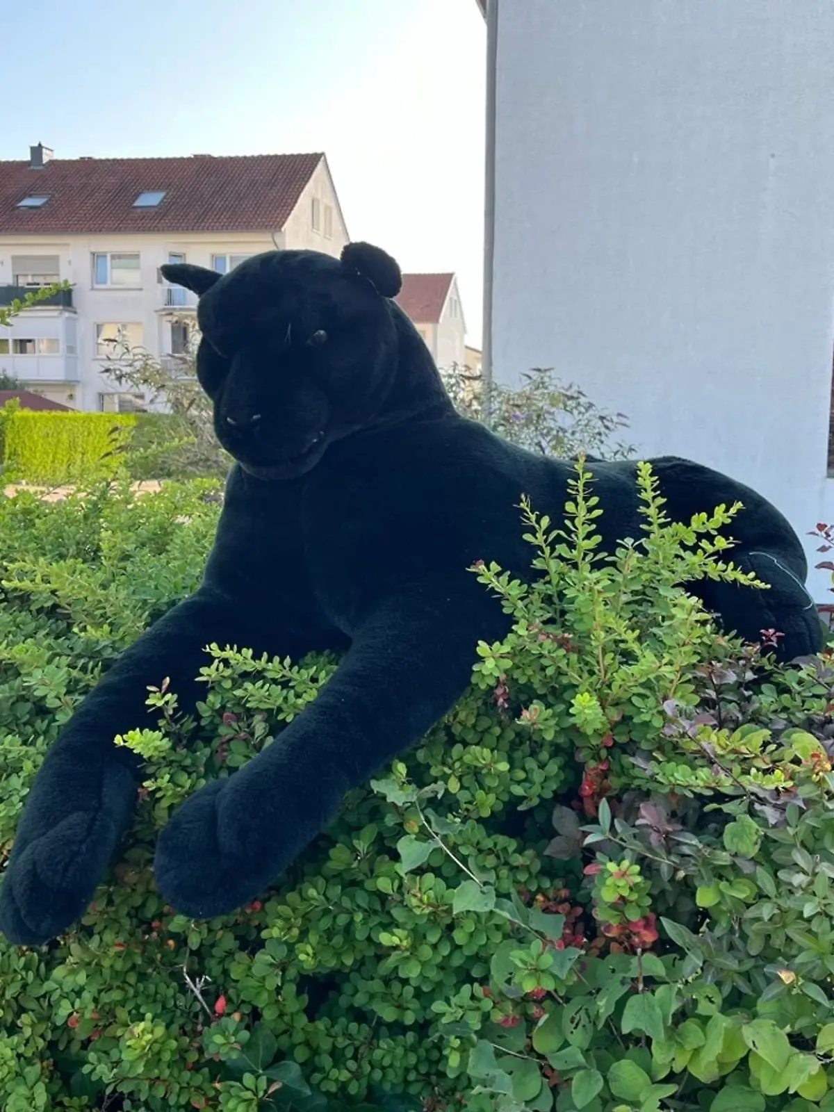 Bild zu: "Kuscheltier: Anwohner melden gefährliche Raubkatze"