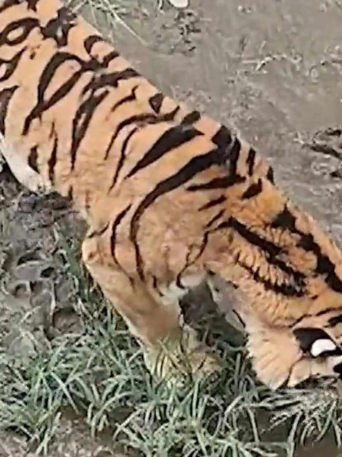 Zoobesucher in Sorge! Abgemagerter Tiger frisst Gras