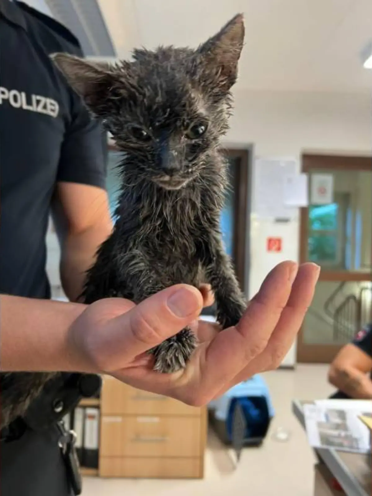 Bild zu: "Kleiner Kater wurde einfach weggeworfen wie Müll!"