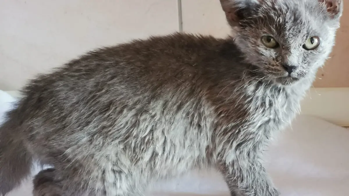 Kater Lucky möchte am liebsten nur schmusen.