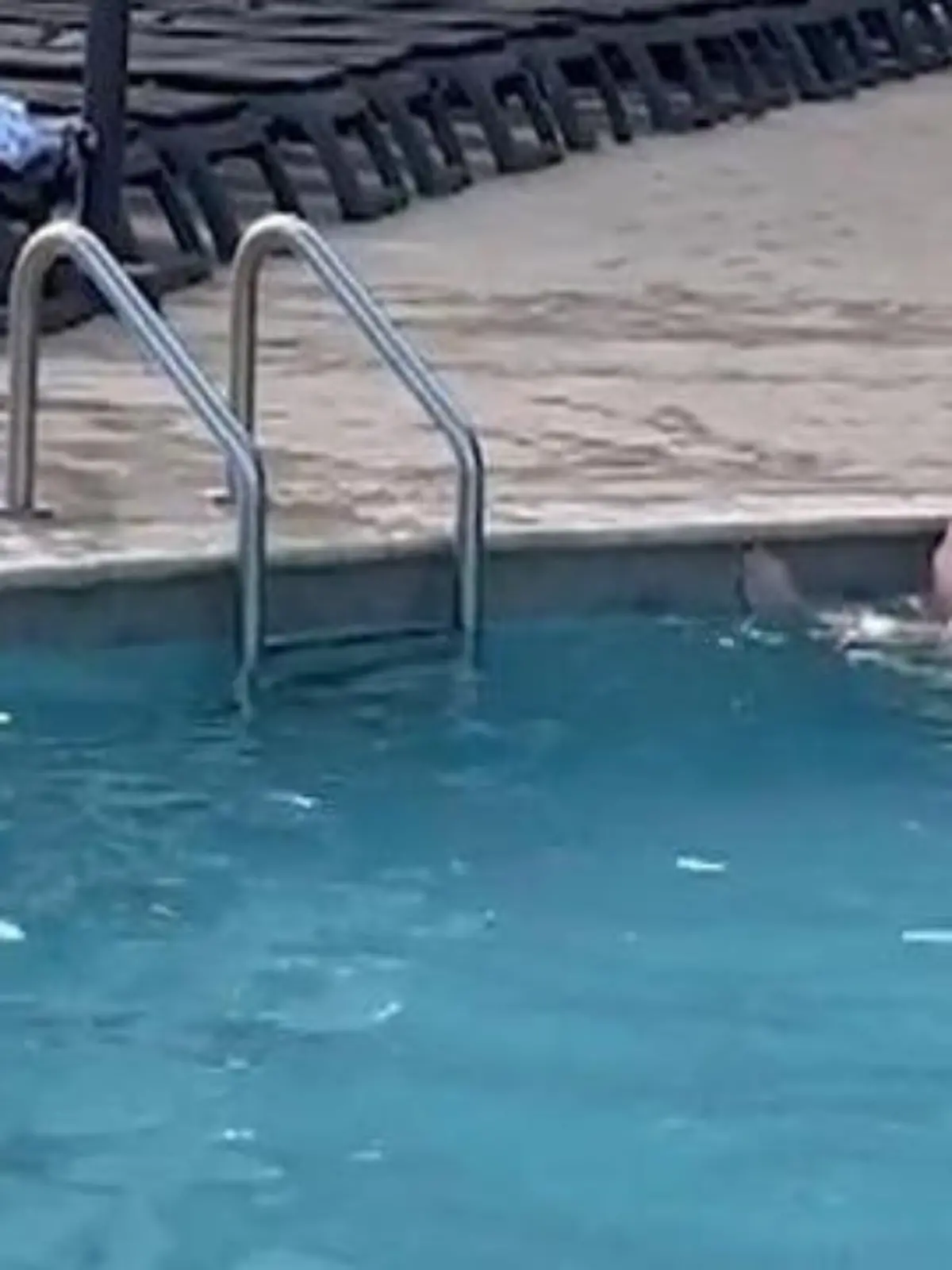 Bild zu: "Pack deine Pool-Nudel weg! Paar hat Sex im Becken – dann fliegt ein Ball "