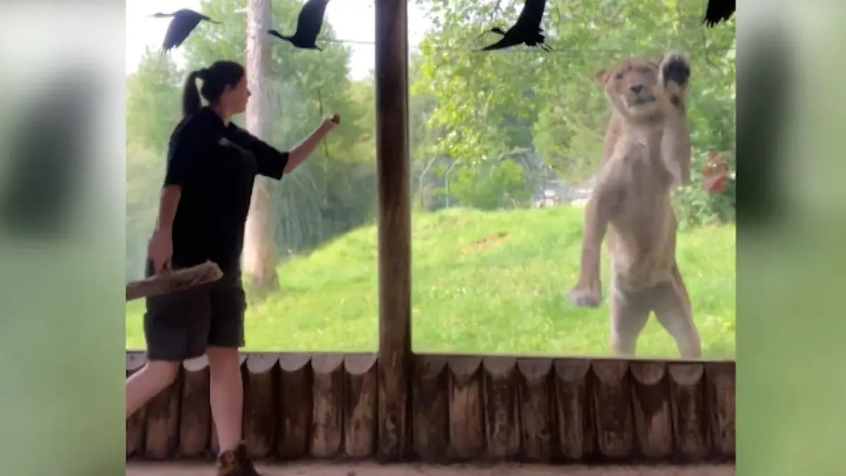 König der Sauberkeit? Bei dieser Putzaktion legt Löwe selbst Pranke an  Auf die Fenster mit Gebrüll 