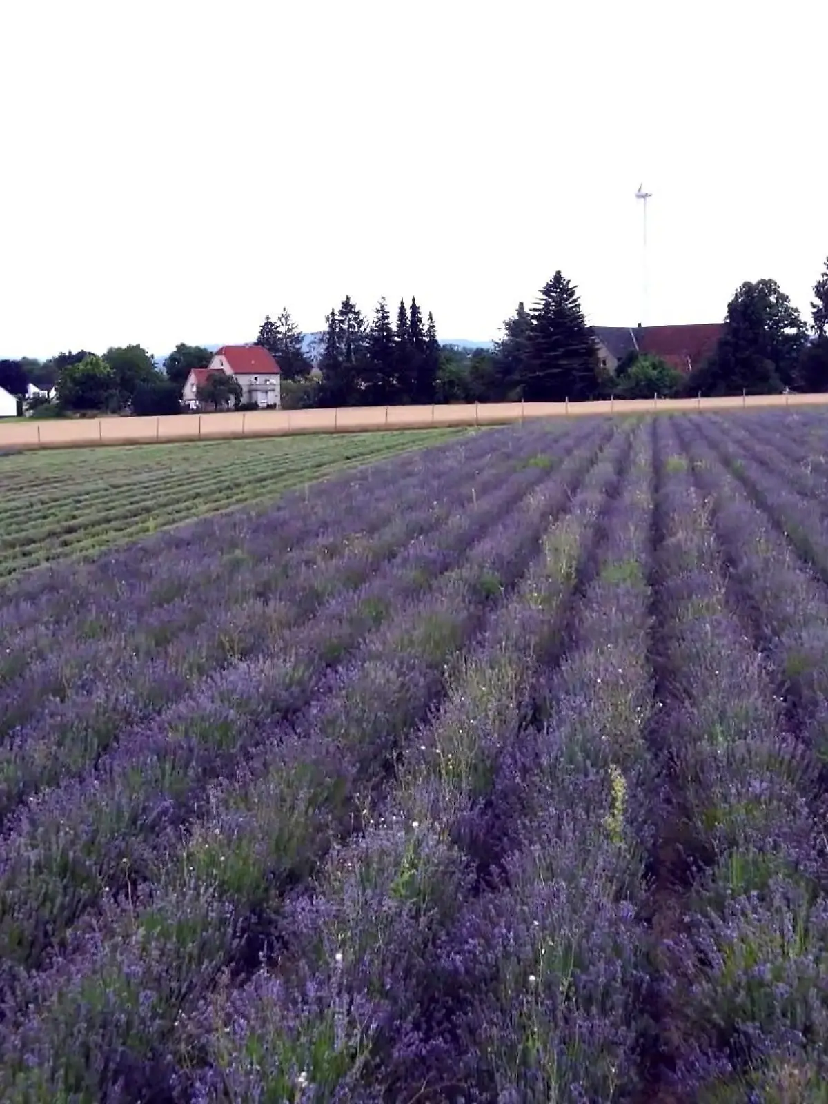 Bild zu: "Lavendel-Firma in OWL"