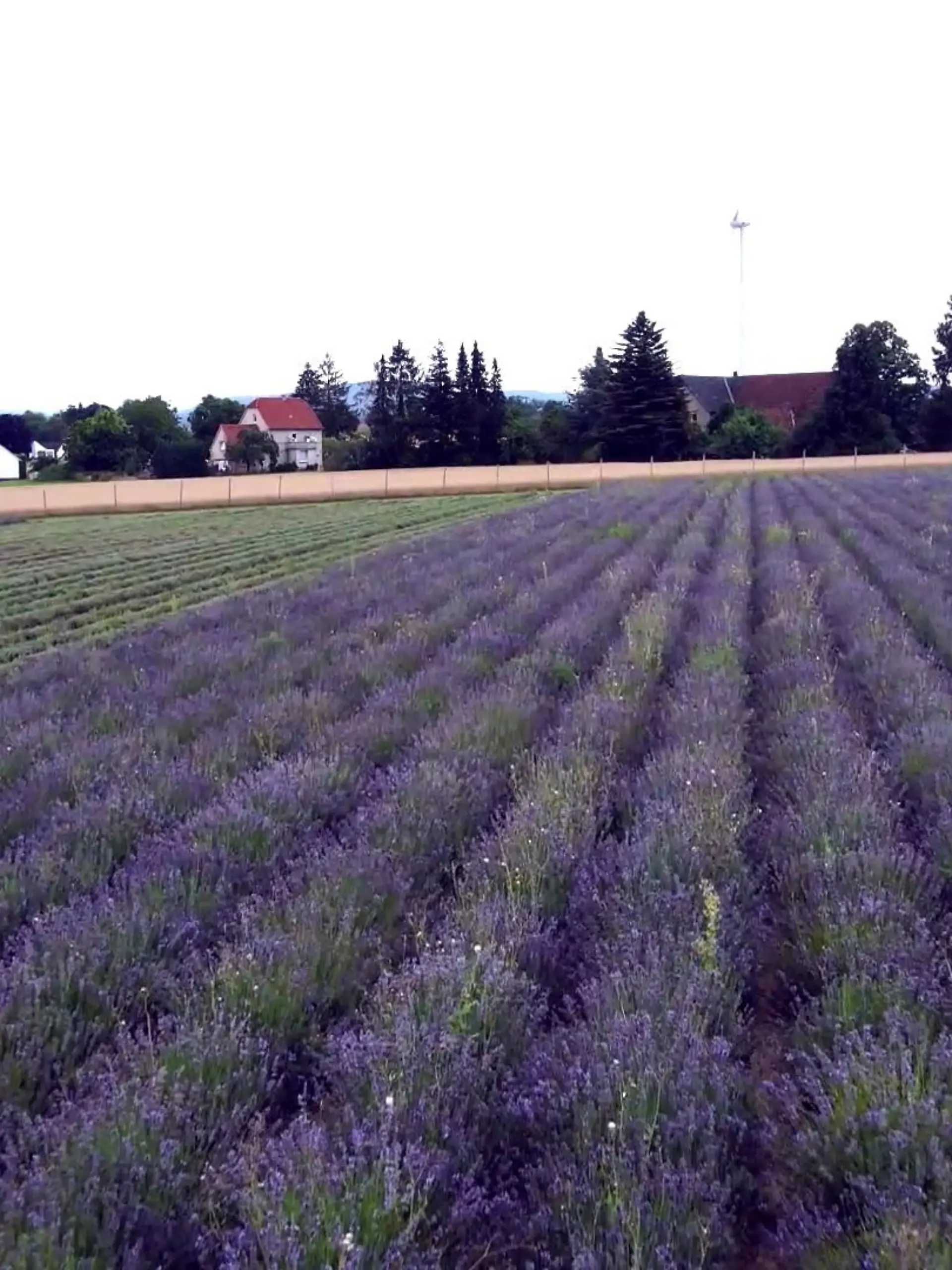 Bild zu: "Lavendel-Firma in OWL"