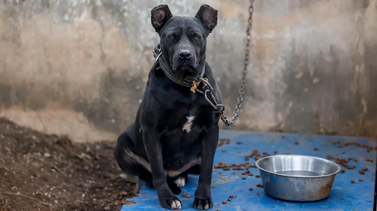 ANTALYA, TURKEY - DECEMBER 28: A photo shows a view from a homeless dog shelter established in a forest area in Antalya, Turkey on December 28, 2021. The animal house became a home for dog breeds such as the American Pitbull Terrier, Dogo Argentino, Fila Brasilerio, Japanese Tosa, American Staffordshire Terrier and American Bully, which are determined to be banned species. Mustafa Ciftci / Anadolu Agency