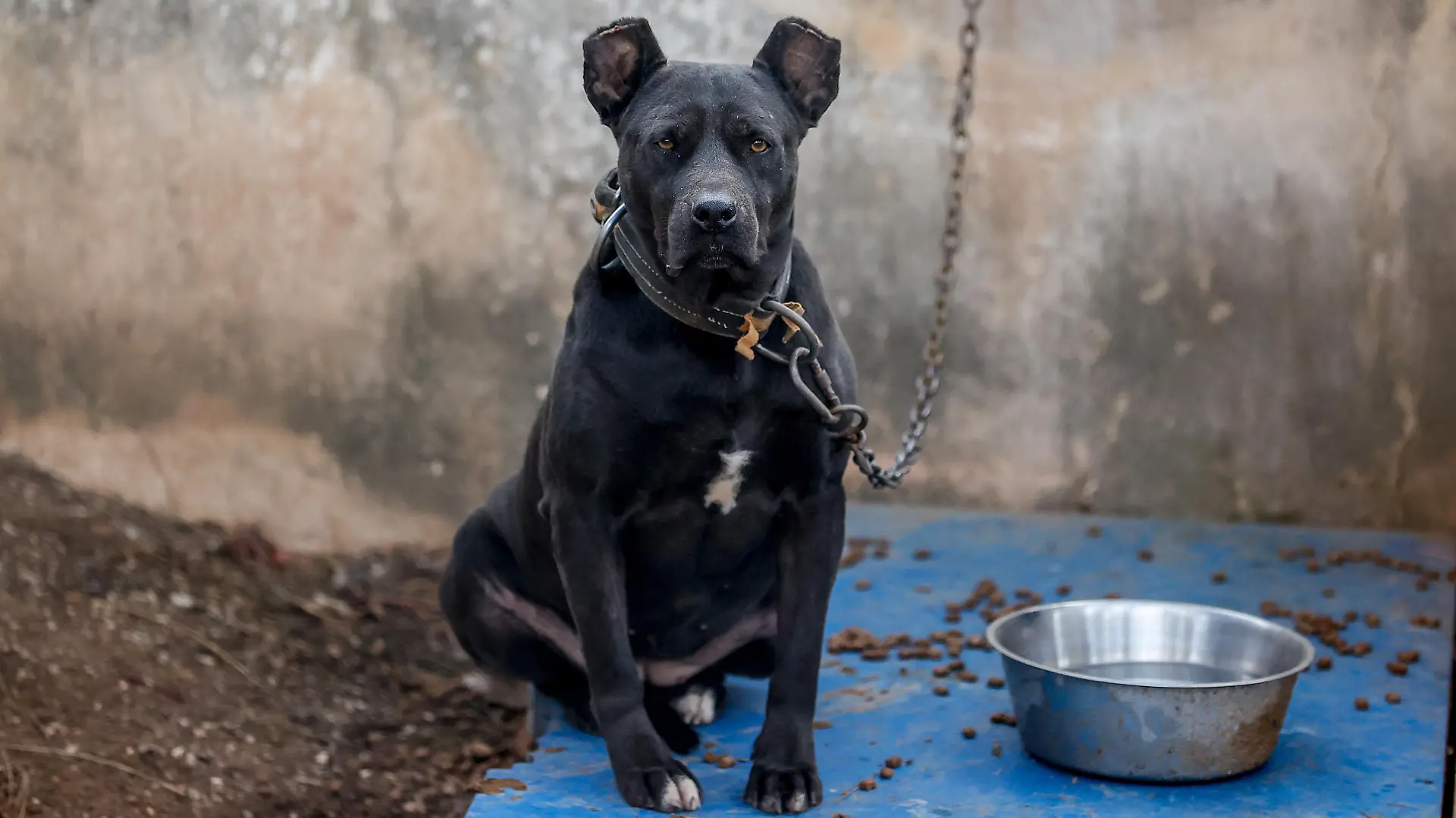 ANTALYA, TURKEY - DECEMBER 28: A photo shows a view from a homeless dog shelter established in a forest area in Antalya, Turkey on December 28, 2021. The animal house became a home for dog breeds such as the American Pitbull Terrier, Dogo Argentino, Fila Brasilerio, Japanese Tosa, American Staffordshire Terrier and American Bully, which are determined to be banned species. Mustafa Ciftci / Anadolu Agency