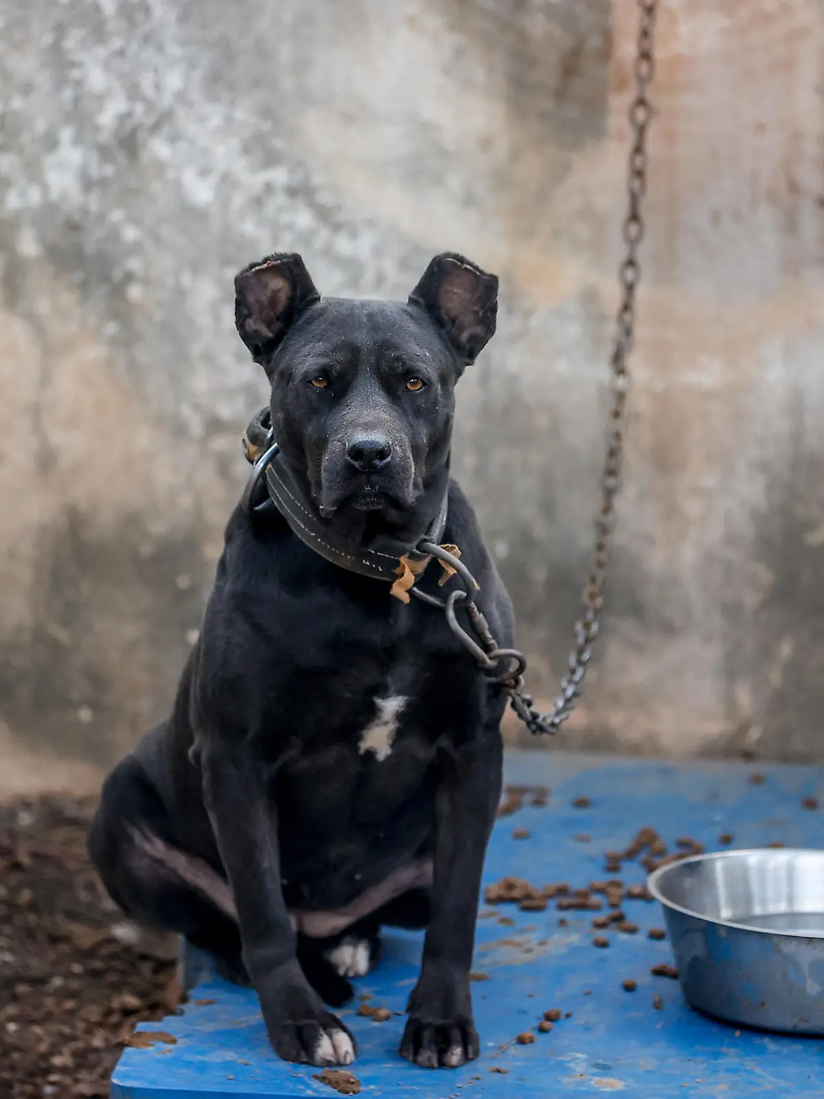 ANTALYA, TURKEY - DECEMBER 28: A photo shows a view from a homeless dog shelter established in a forest area in Antalya, Turkey on December 28, 2021. The animal house became a home for dog breeds such as the American Pitbull Terrier, Dogo Argentino, Fila Brasilerio, Japanese Tosa, American Staffordshire Terrier and American Bully, which are determined to be banned species. Mustafa Ciftci / Anadolu Agency