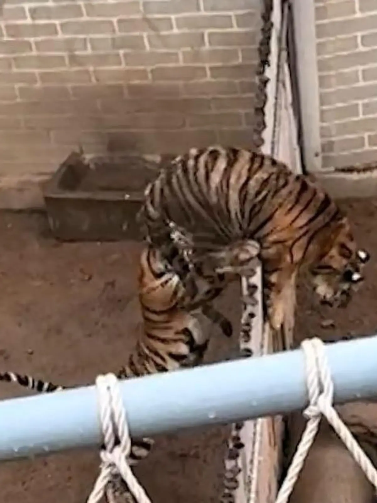 Bild zu: "Tiger klettert in Hyänen-Gehege – doch diesen Einbruch bereut er schnell!"