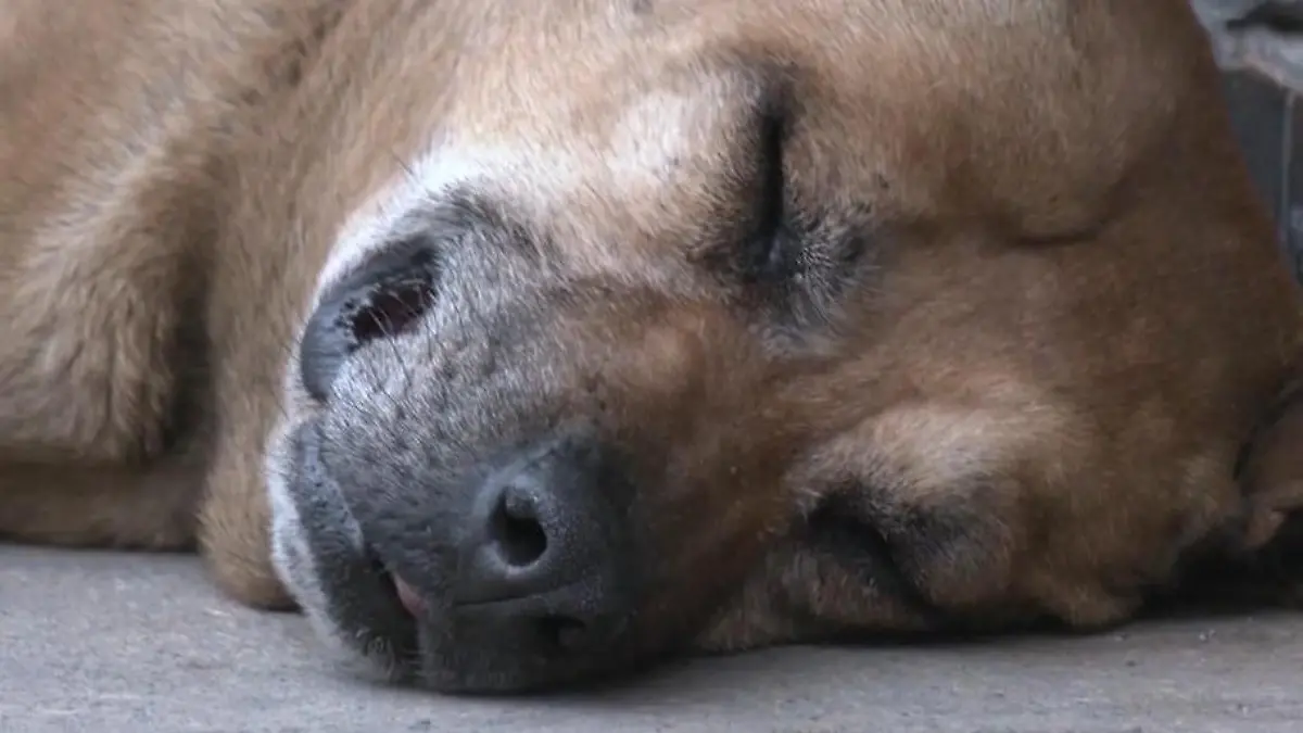Bekannt fürs Nichtstun! Dieser Straßenhund ist ein Fünf-Sterne-Star  Für ihn pilgern alle nach Mexiko