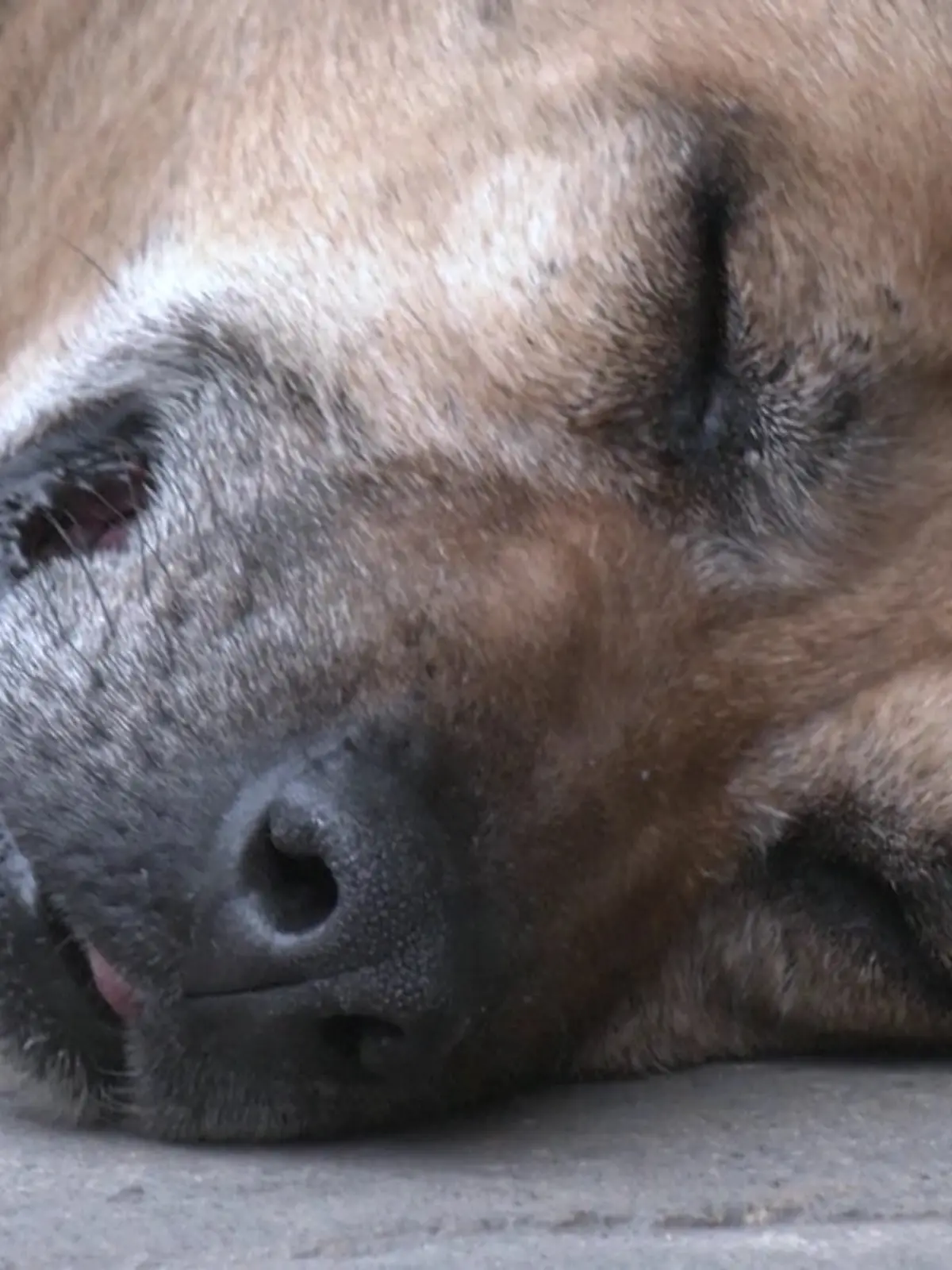 Bild zu: "Bekannt fürs Nichtstun! Dieser Straßenhund ist ein Fünf-Sterne-Star "