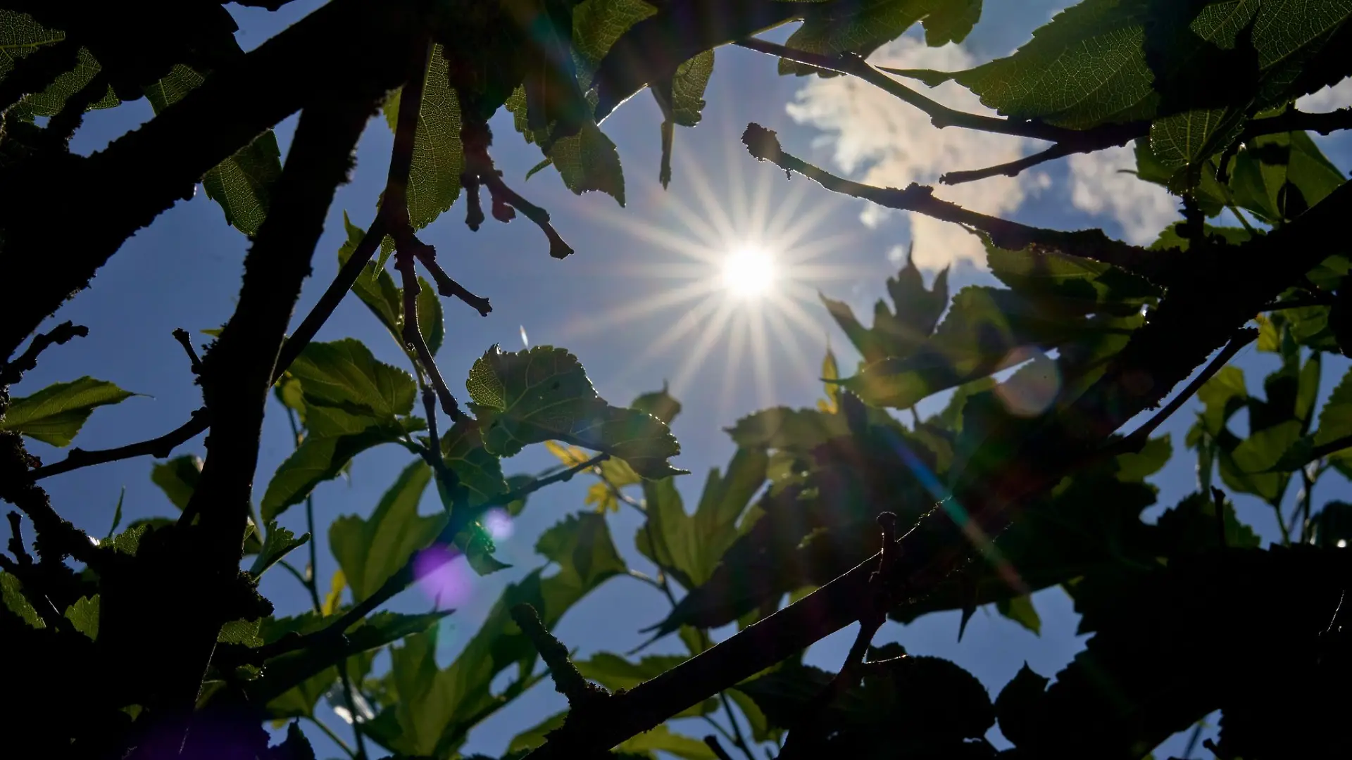Das Sommerwetter in Rheinland-Pfalz und dem Saarland bleibt. (Symbolbild)