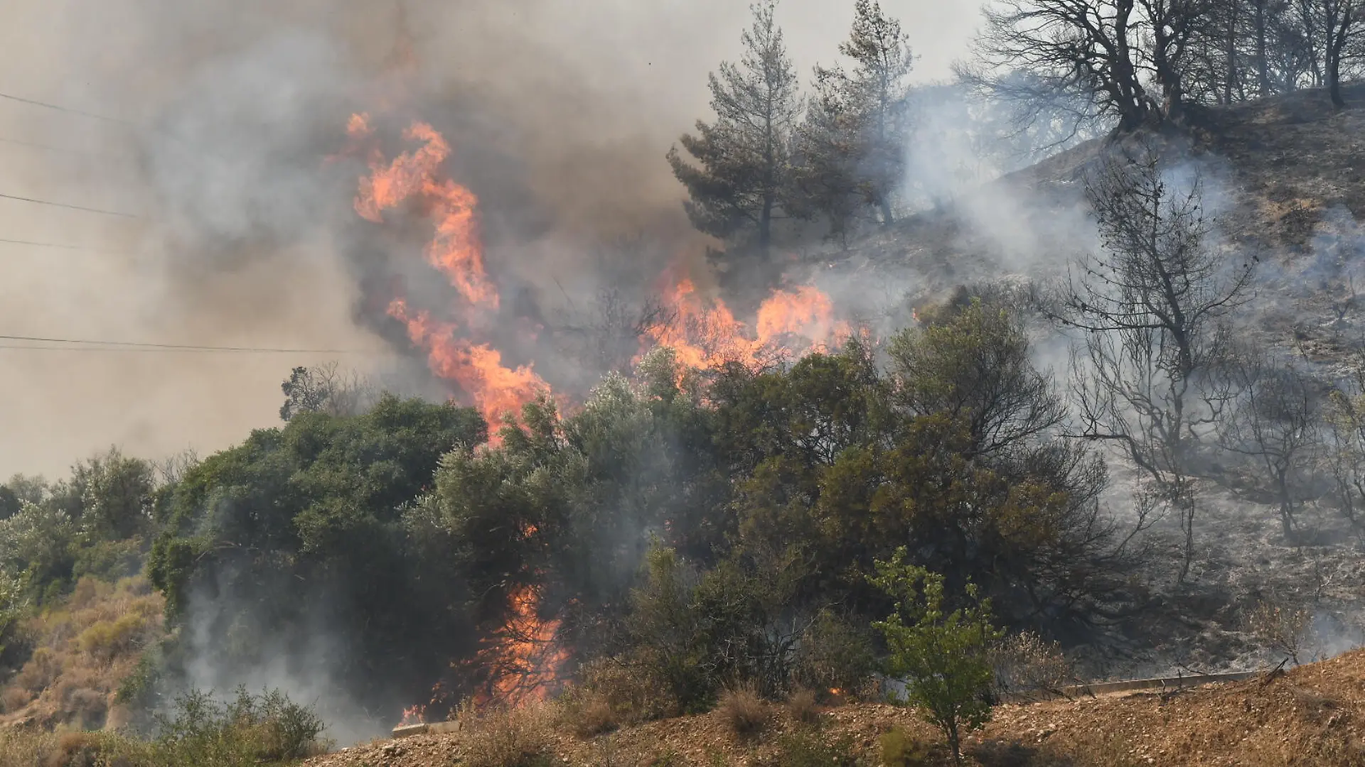 Derzeit wüten heftige Waldbrände im gesamten Mittelmeerraum.