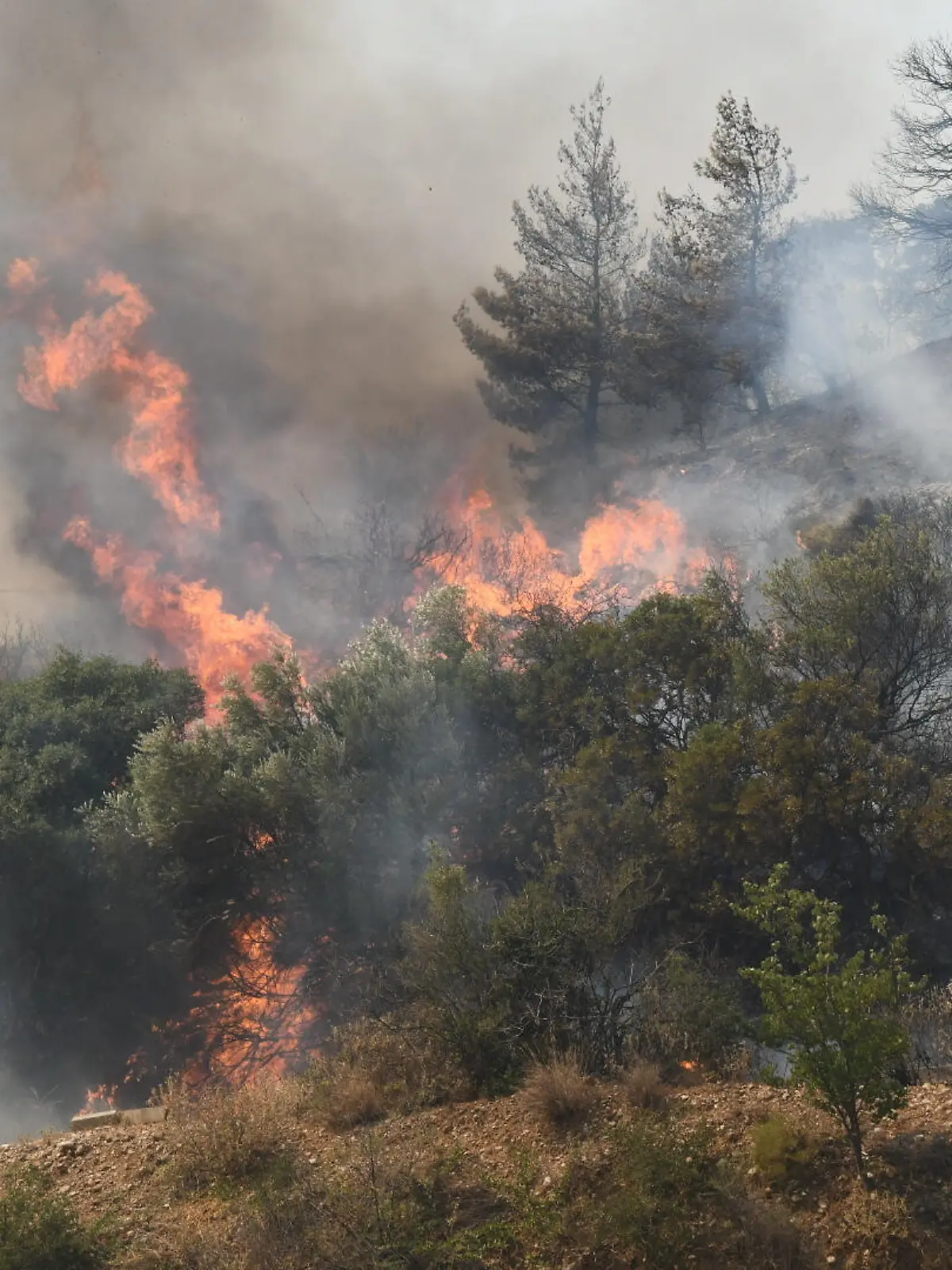 Bild zu: "Flammeninferno im Mittelmeerraum – auch Urlaubsregionen betroffen"