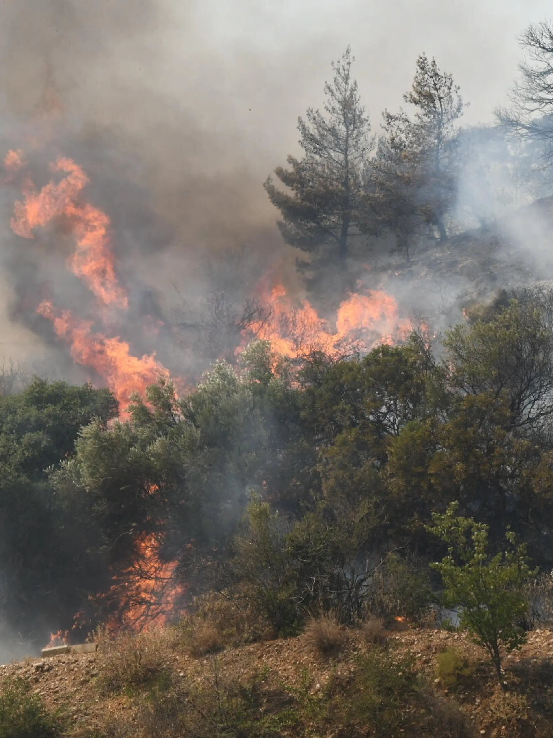 Bild zu: "Flammeninferno im Mittelmeerraum – auch Urlaubsregionen betroffen"