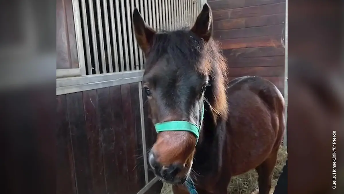 Nasen-OP gibt Pony zweite Chance im Leben Kleiner Clippy sollte sterben