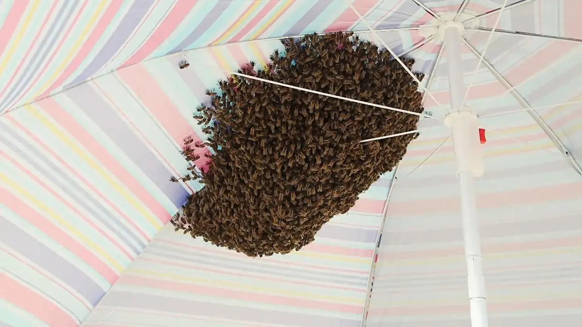 Hilfe, mein Sonnenschirm summt! Strand-Touris plötzlich von 4.000 Bienen umzingelt  Imker rückt mit Staubsauger an