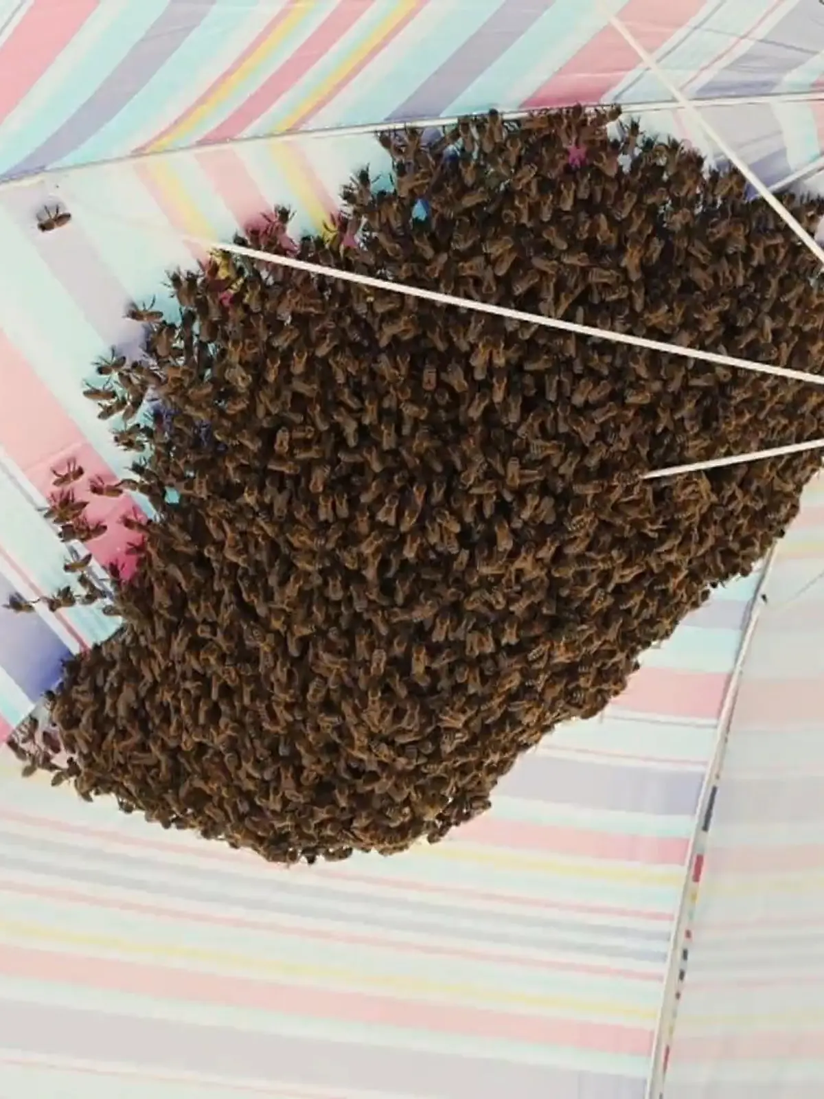 Bild zu: "Hilfe, mein Sonnenschirm summt! Strand-Touris plötzlich von 4.000 Bienen umzingelt "