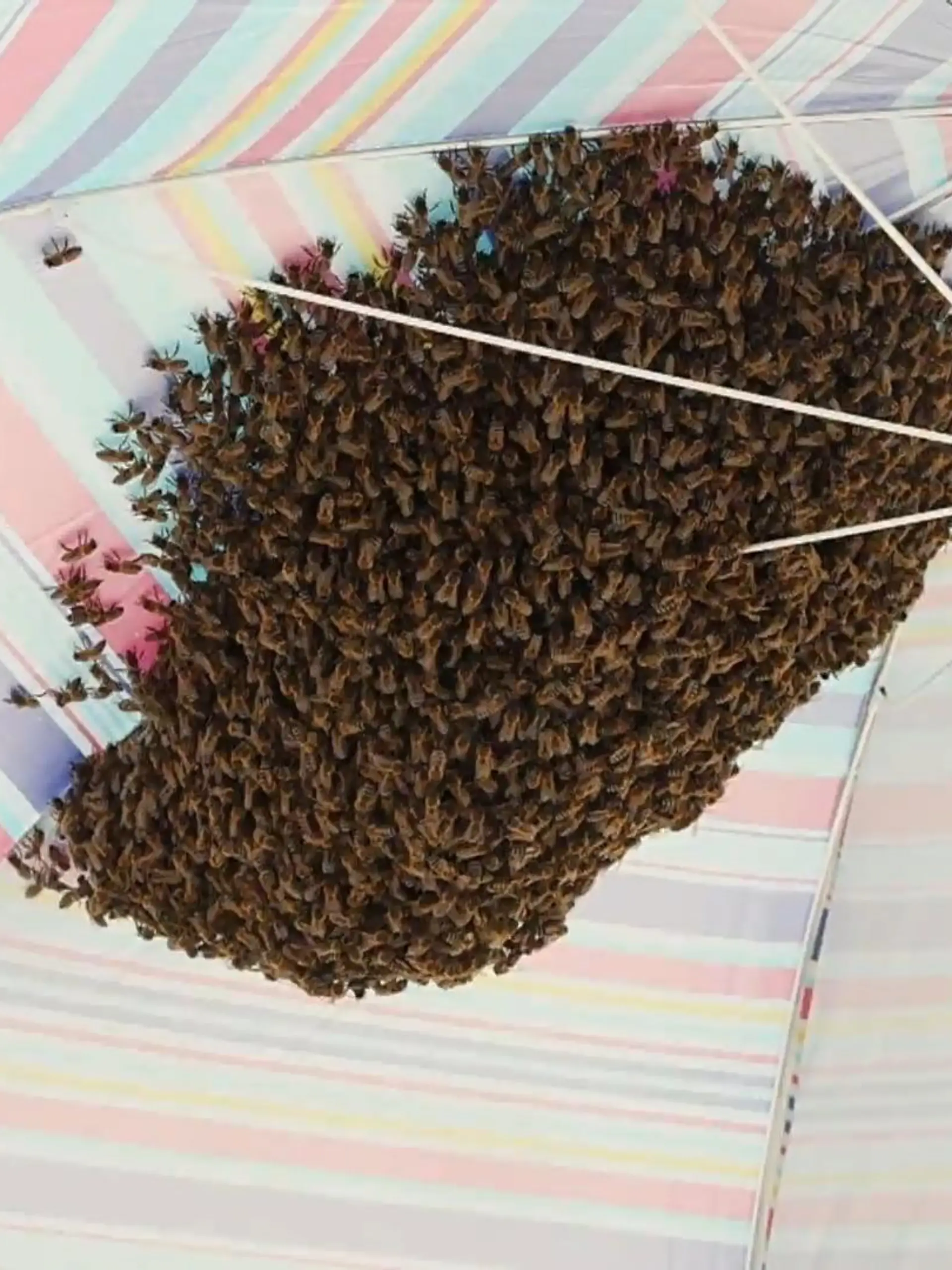 Bild zu: "Hilfe, mein Sonnenschirm summt! Strand-Touris plötzlich von 4.000 Bienen umzingelt "