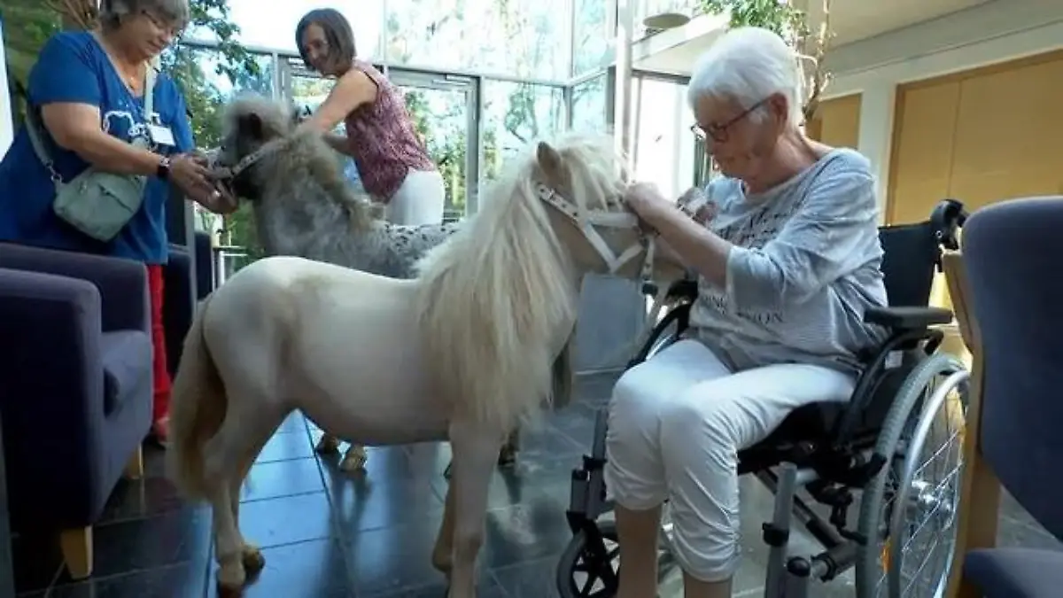 Therapie-Ponys im Hospiz Kleine Tiere, große Wirkung