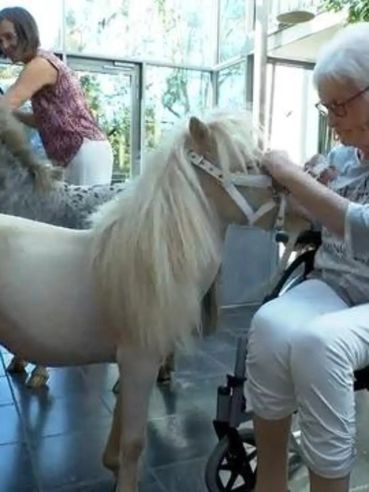 Bild zu: "Therapie-Ponys im Hospiz"