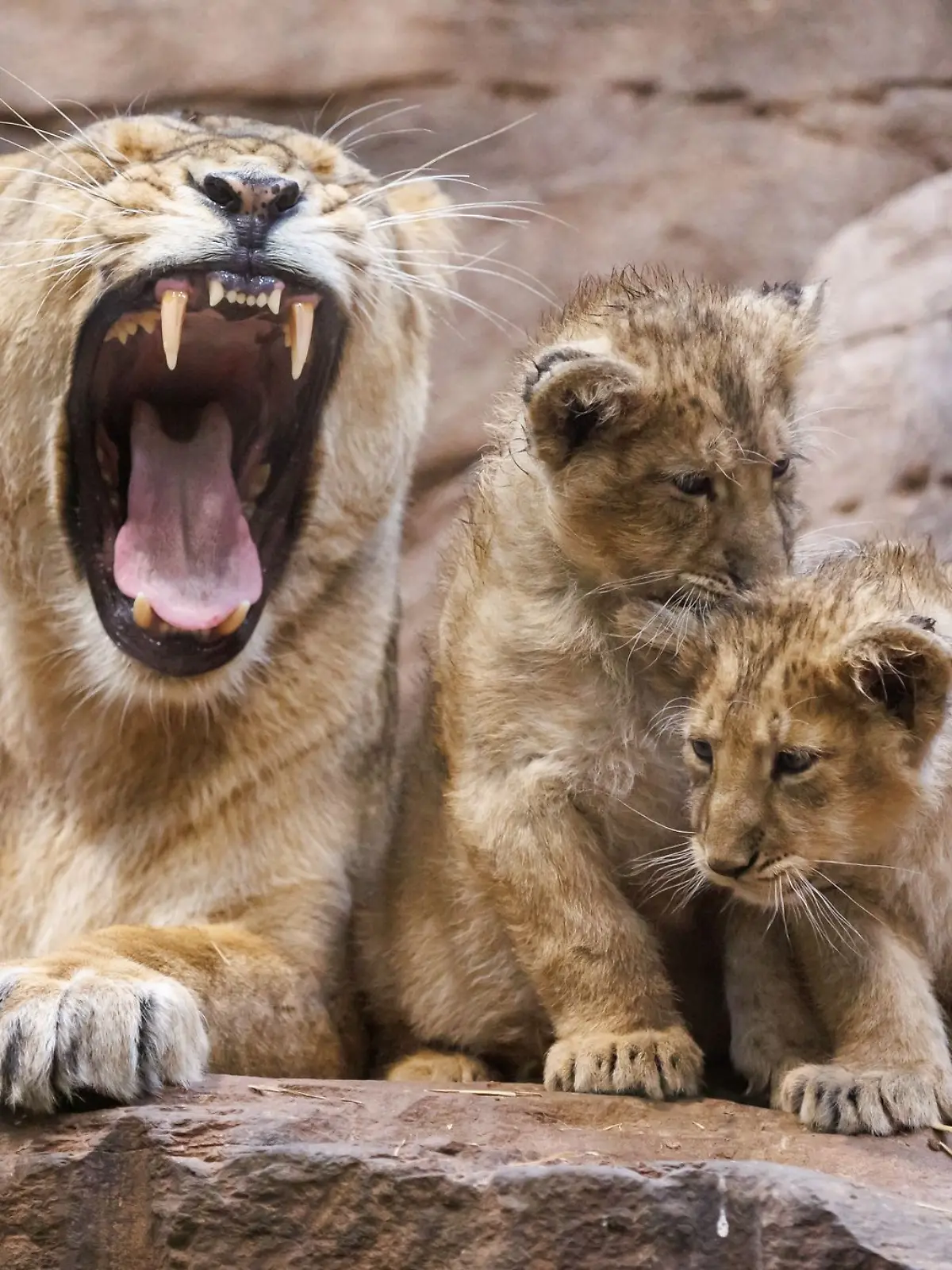 Bild zu: "Löwen-Baby stirbt im Tiergarten Nürnberg! Hat die Mutter es gefressen?"