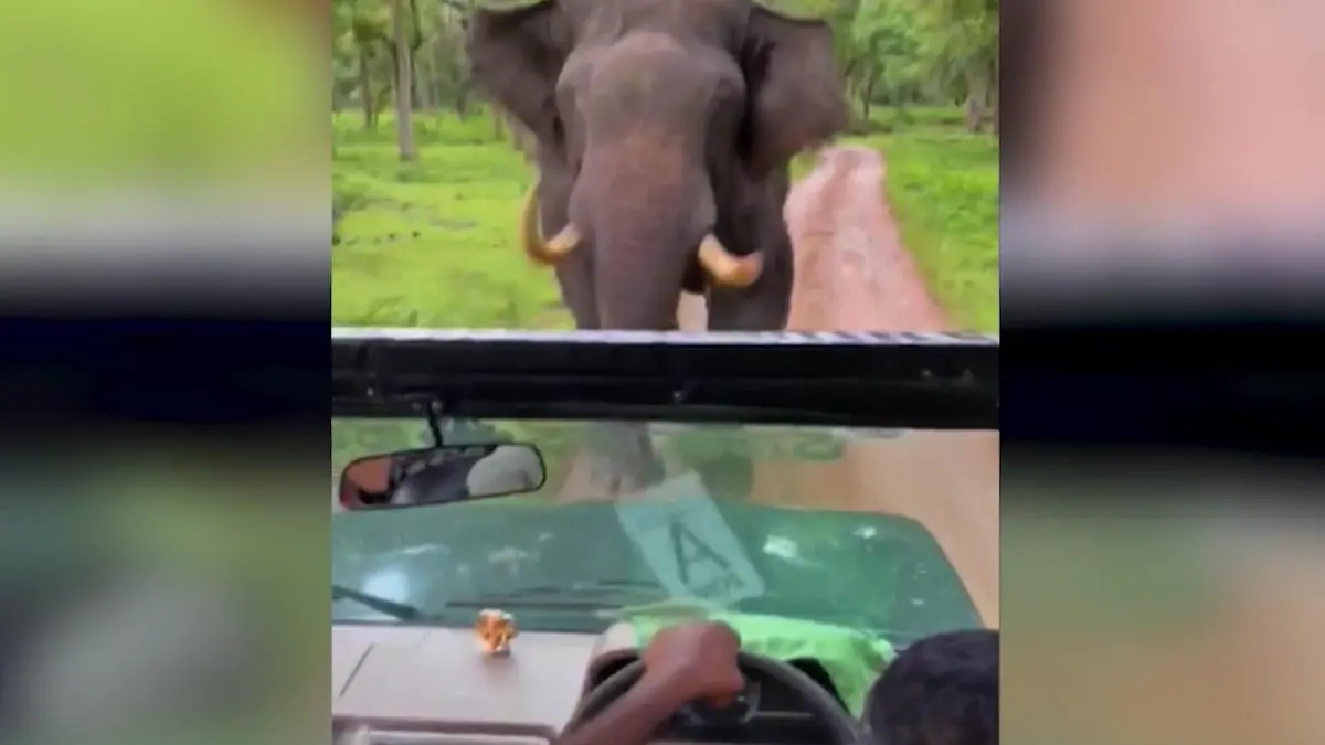 PS gegen XXL-Stoßzahn! Elefant jagt Auto durch den Dschungel Du kommst hier nicht durch!