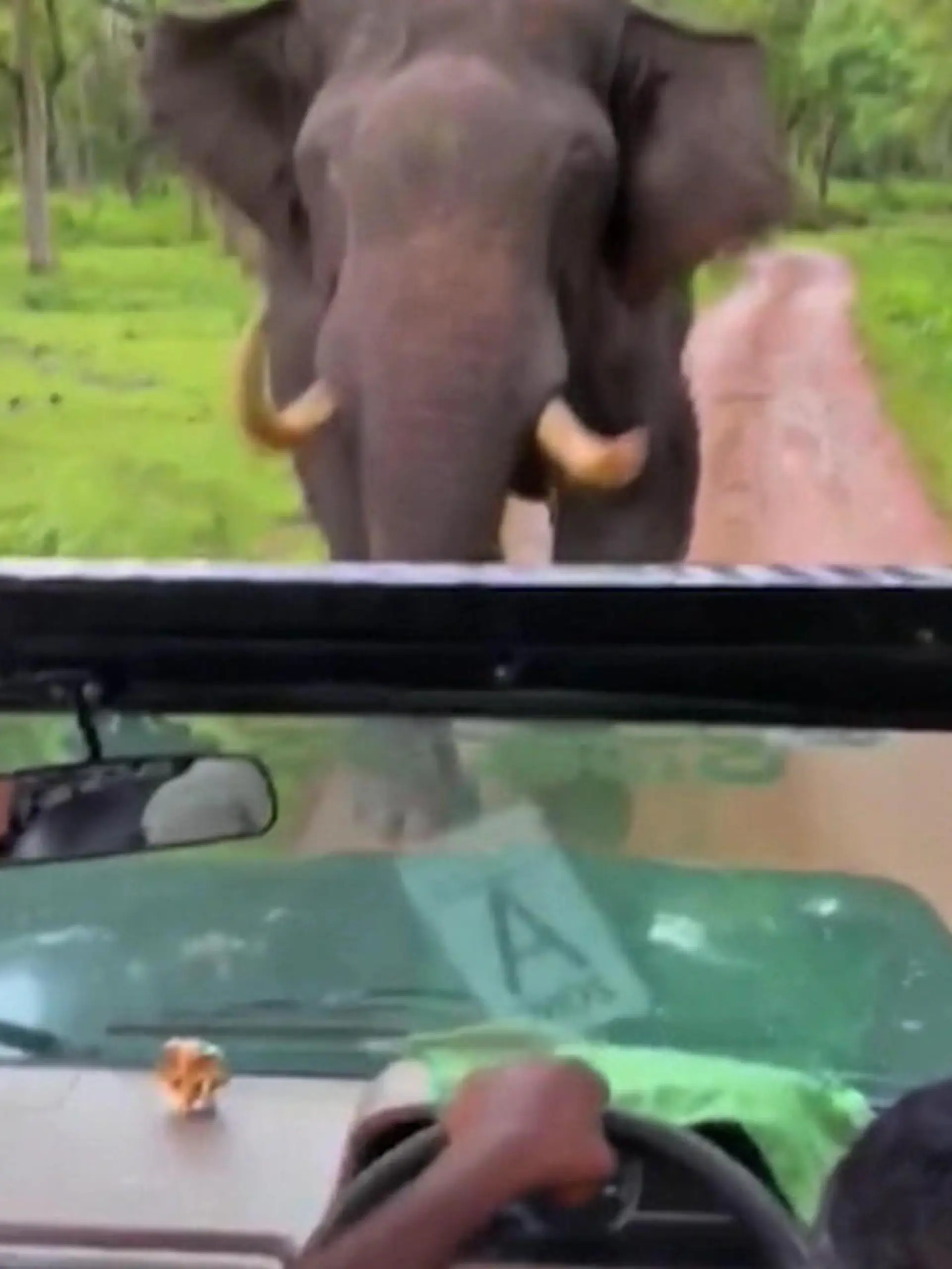 Girish und seine Mitfahrer sind in einem Dschungel in Indien unterwegs, als sich plötzlich ein riesiger Elefant vor ihnen aufbaut. Der Fahrer macht das einzig Richtige und fährt zurück - doch dann nimmt der Elefant die Verfolgung auf. Können sie noch rechtzeitig entkommen? Das erfahrt ihr im Video.