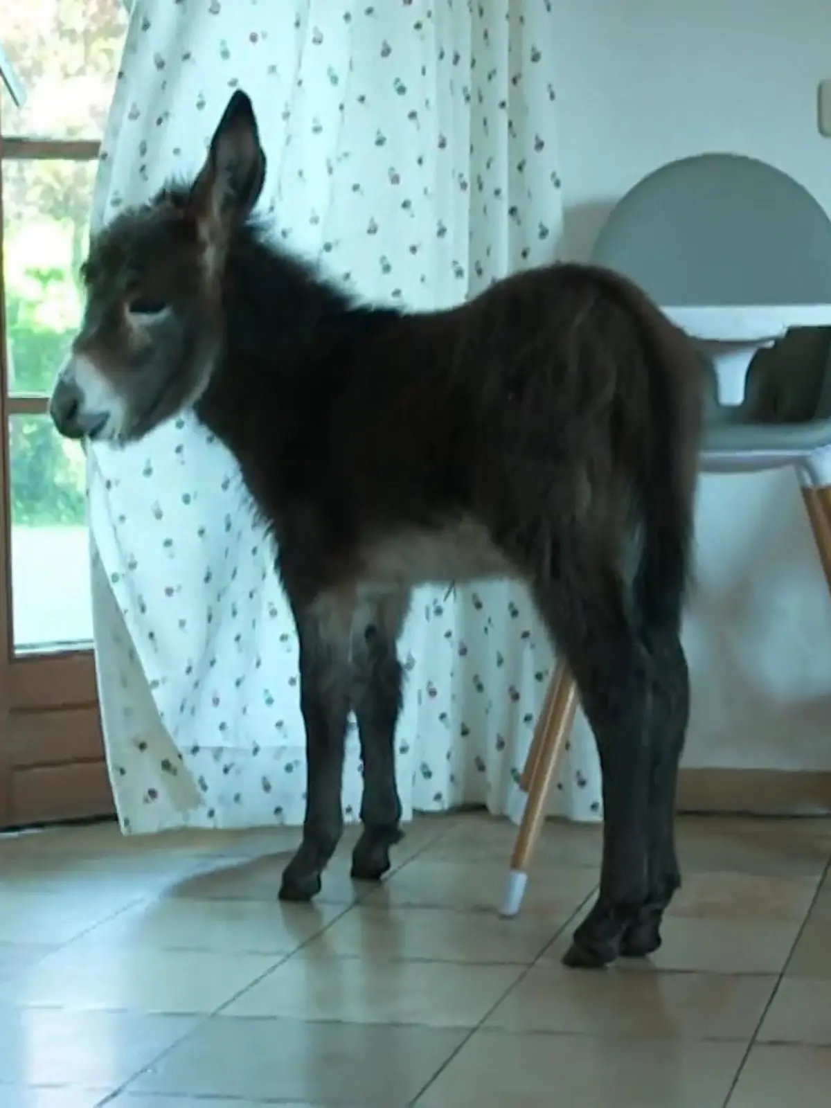 Bild zu: "Baby-Esel Ignaz hat schon zehntausende Follower"