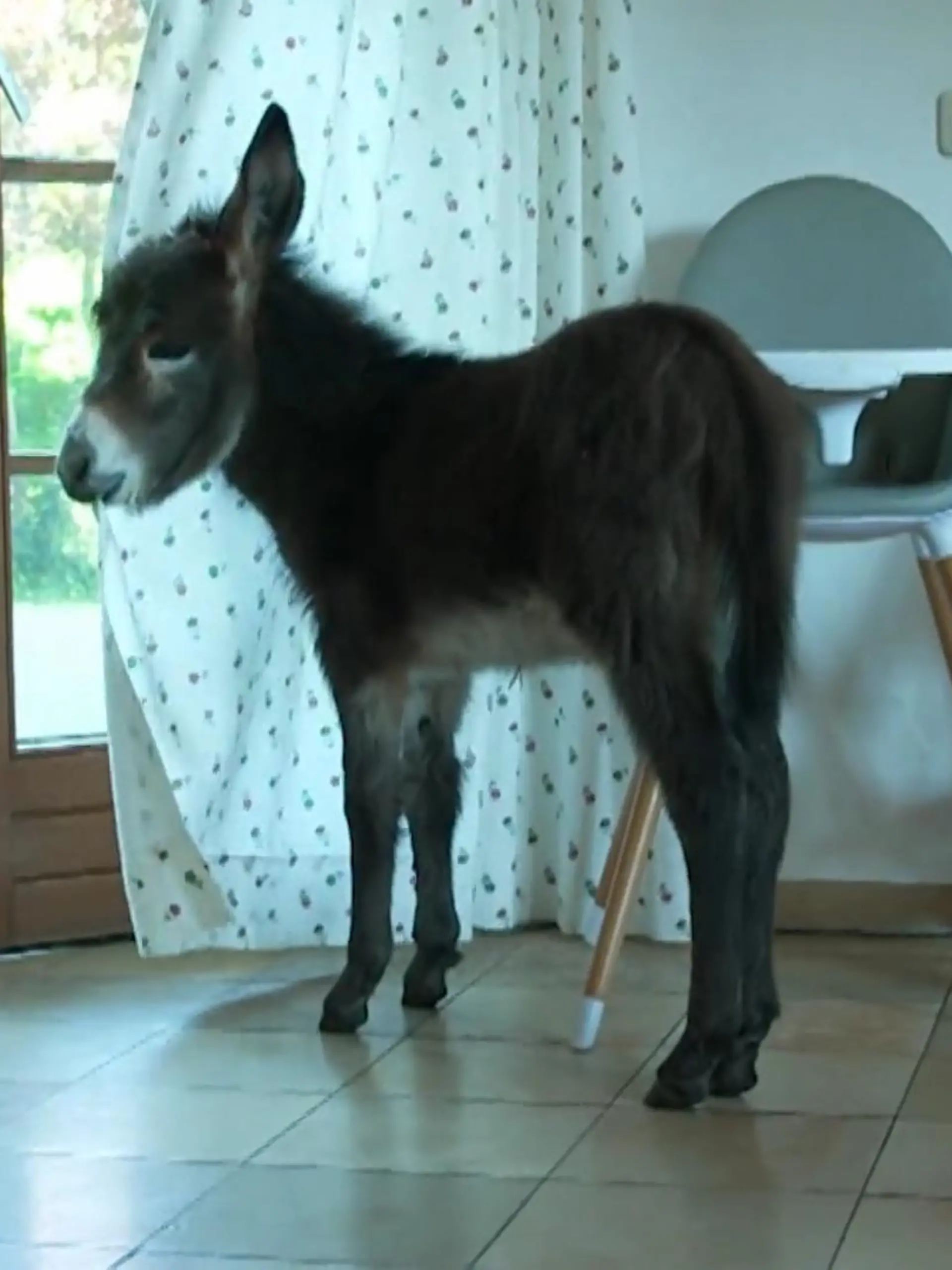 Bild zu: "Baby-Esel Ignaz hat schon zehntausende Follower"