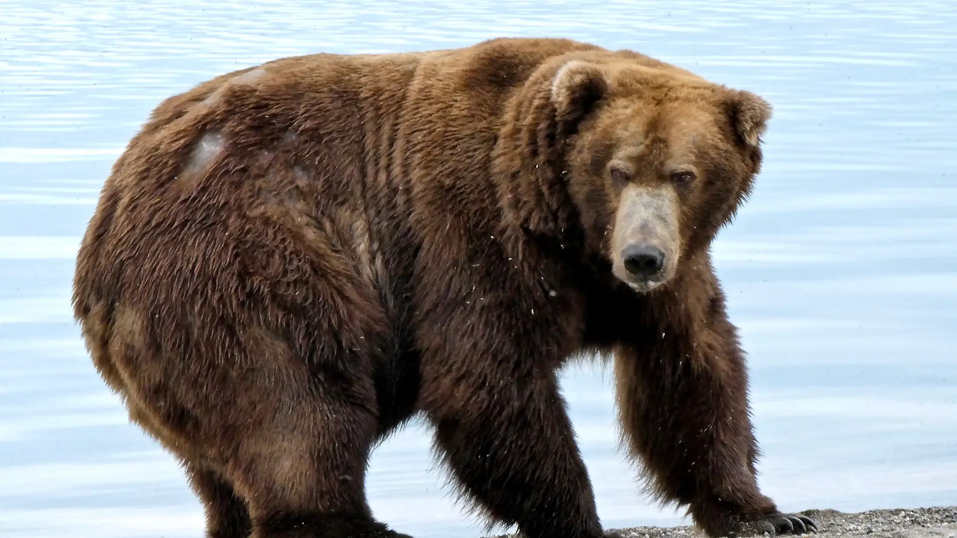 Ein Braunbär steht an einem Ufer.