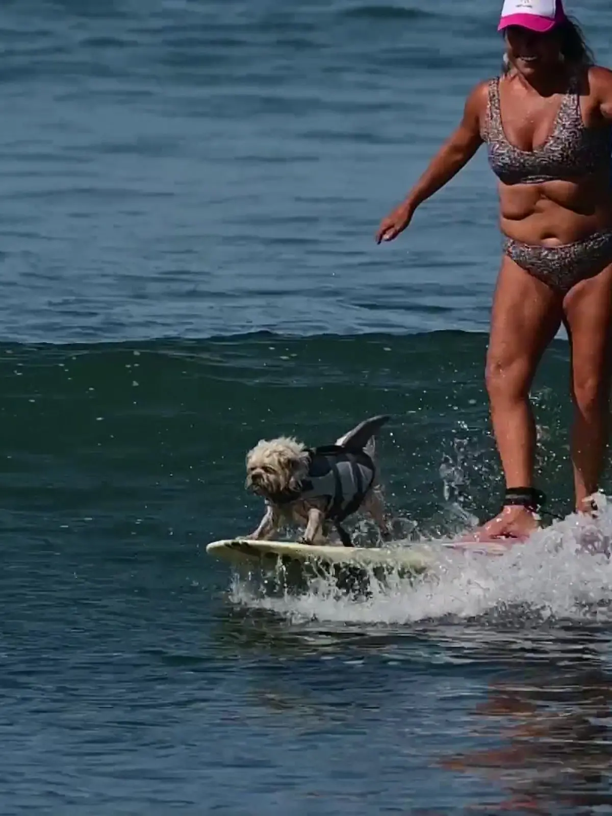 Bild zu: "Hündin wurde verprügelt - jetzt bringt sie Kindern das Surfen bei"