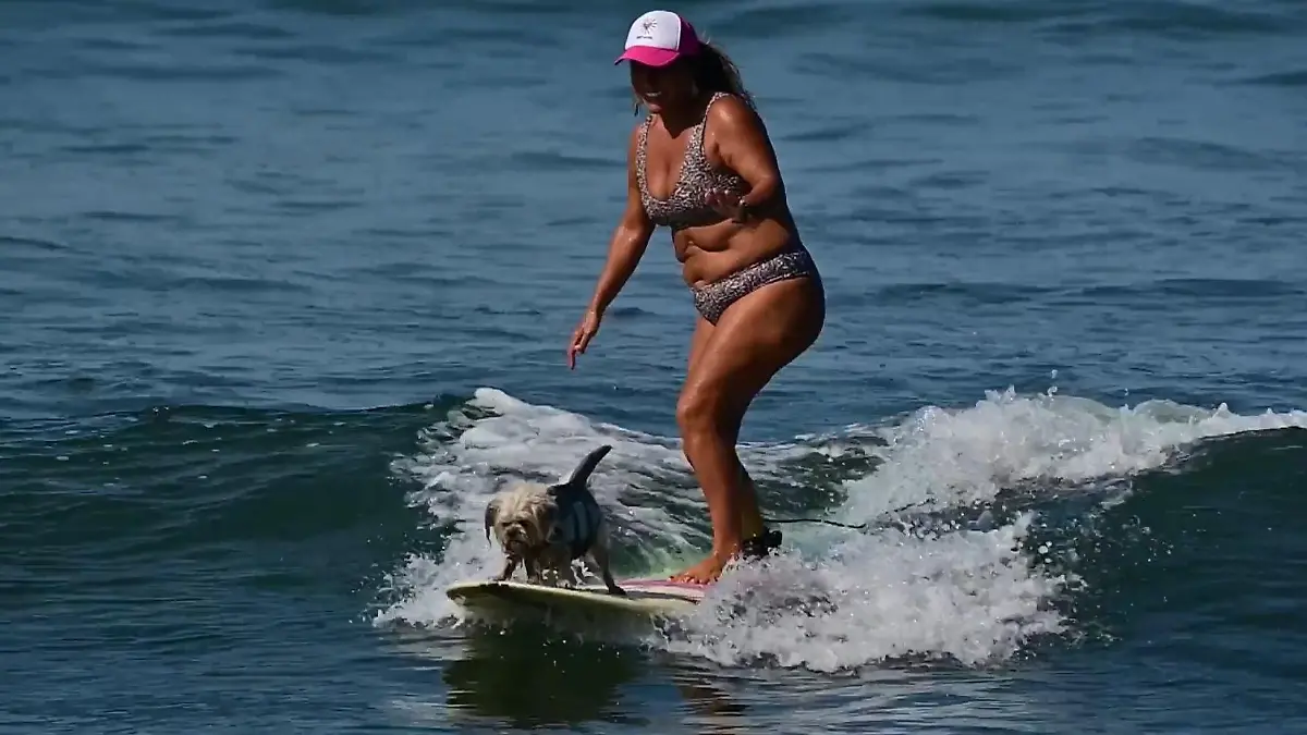 Hündin wurde verprügelt - jetzt bringt sie Kindern das Surfen bei Chia ist die Queen auf dem Brett