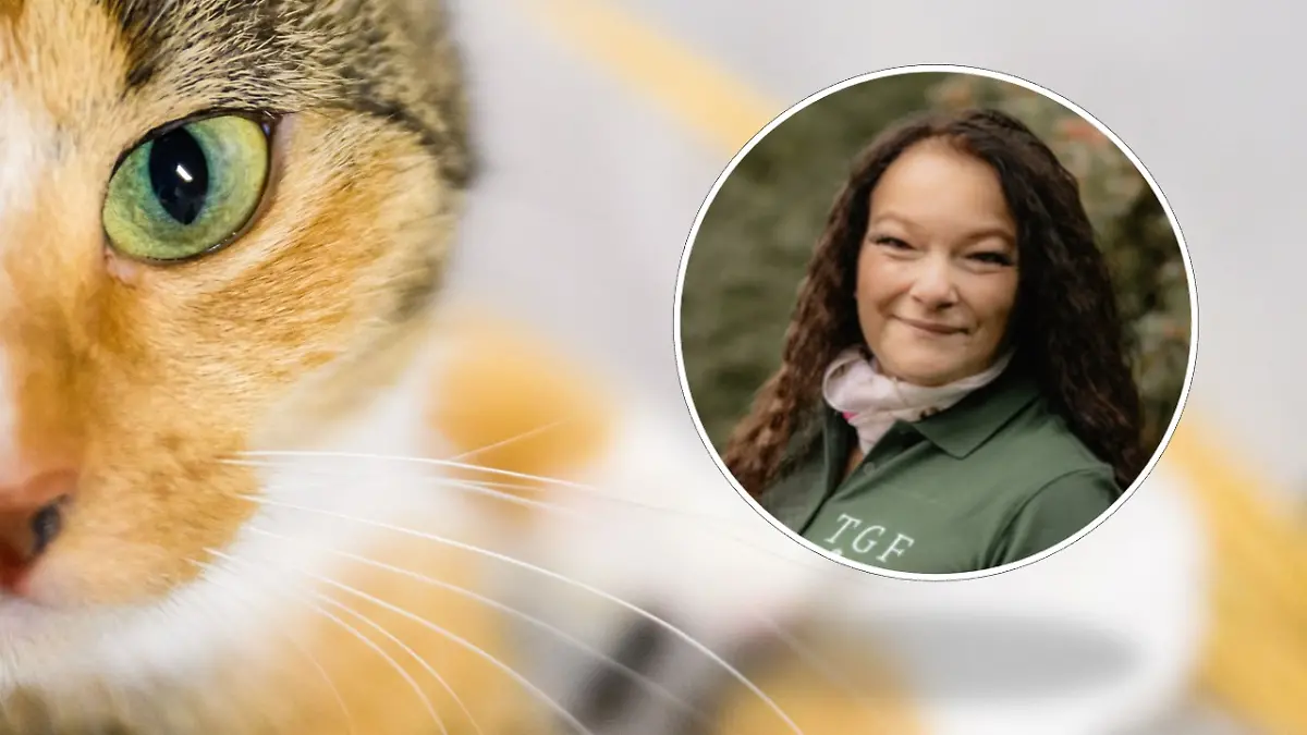 Unbekannte reißen Katze Schwanz ab! 