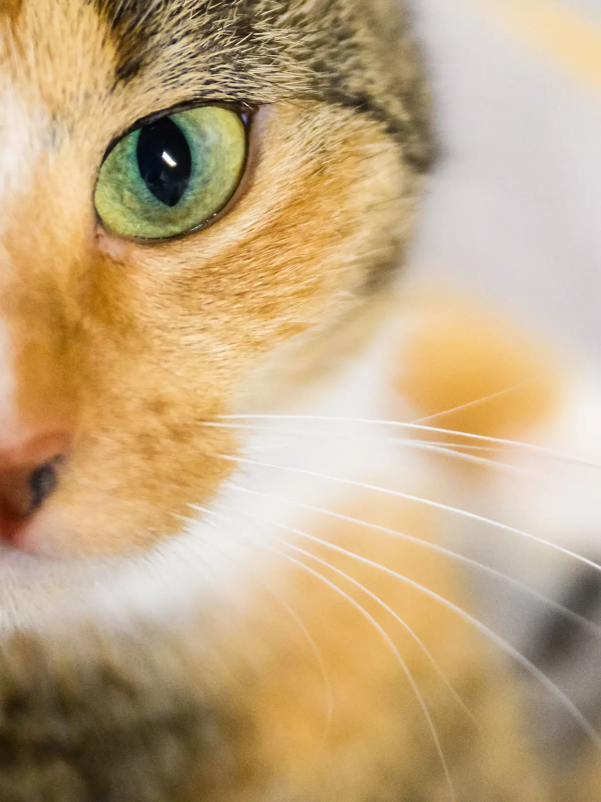 Unbekannte reißen Katze Schwanz ab! 