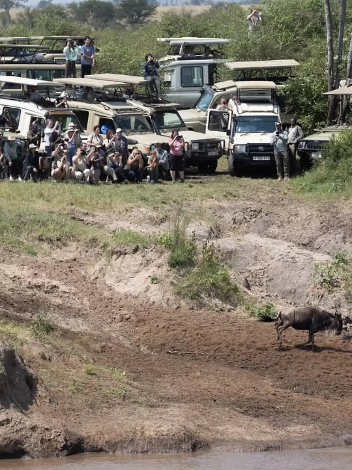 Bild zu: "Touris stellen sich 1,5 Millionen Gnus in den Weg - Lebensgefahr!"