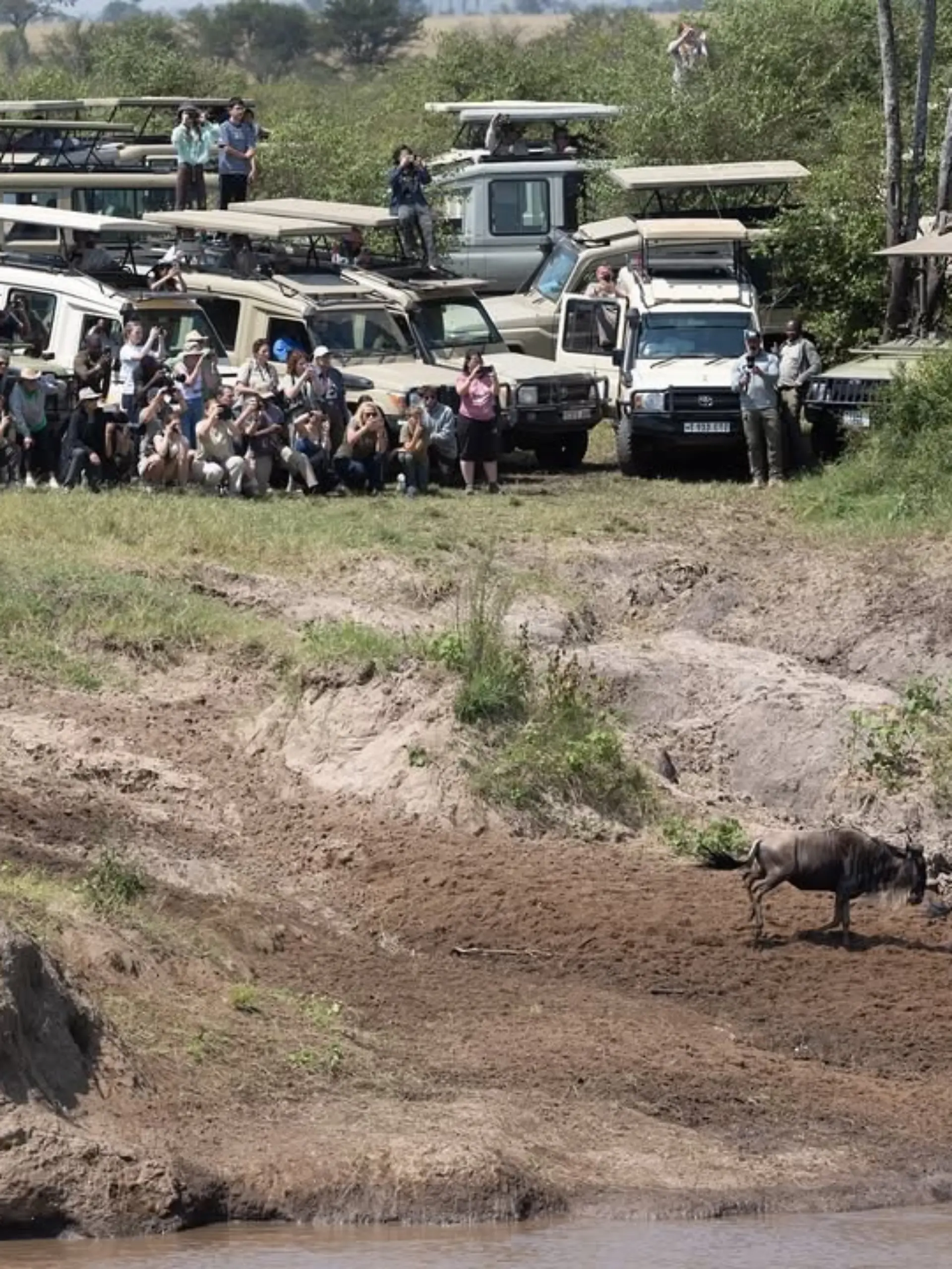 Bild zu: "Touris stellen sich 1,5 Millionen Gnus in den Weg - Lebensgefahr!"