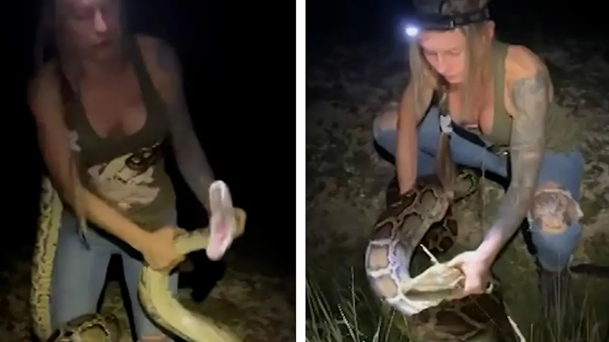 Python-Wrestling! Taylor jagt 60 Schlangen im Sumpf – mit bloßen Händen Das hat bislang noch keine Frau geschafft