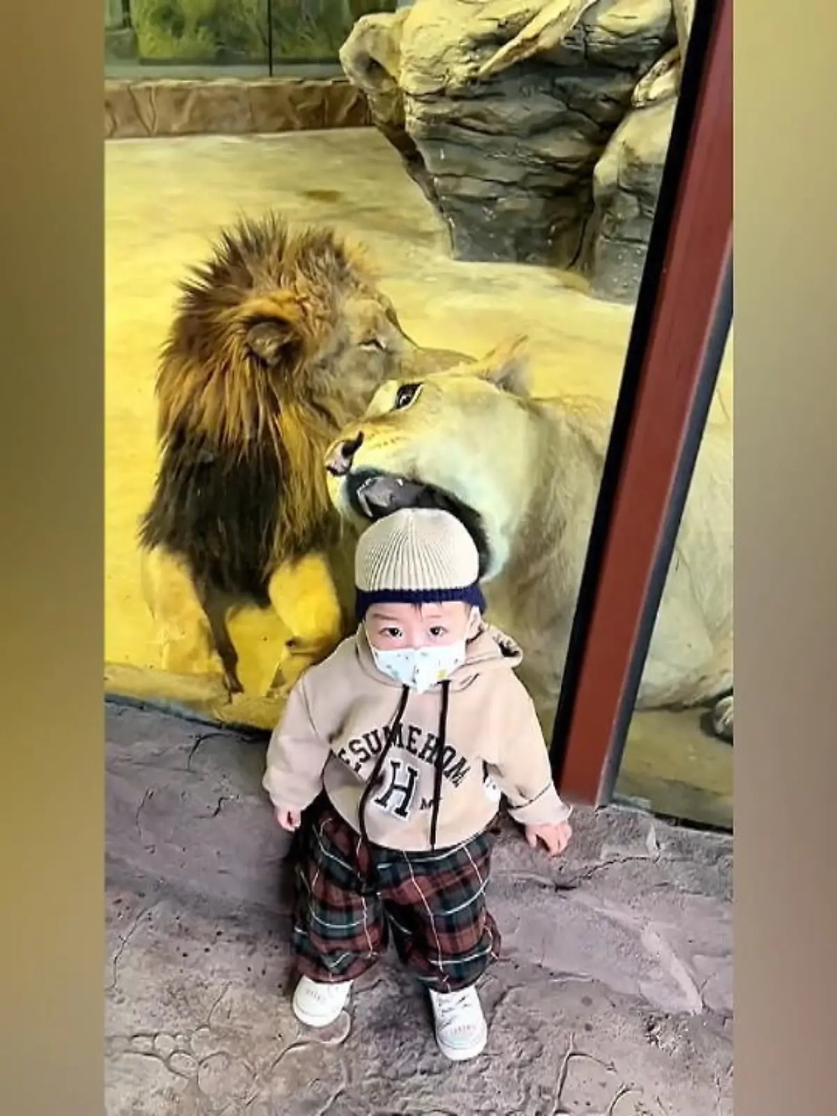 Puh, zum Glück ist da eine Glasscheibe! Denn die hungrige Löwin in diesem chinesischen Zoo, hat es eindeutig auf das Kleinkind abgesehen, das vor ihrem Gehege sitzt. Sie versucht sogar, dem Jungen den Kopf abzubeißen!