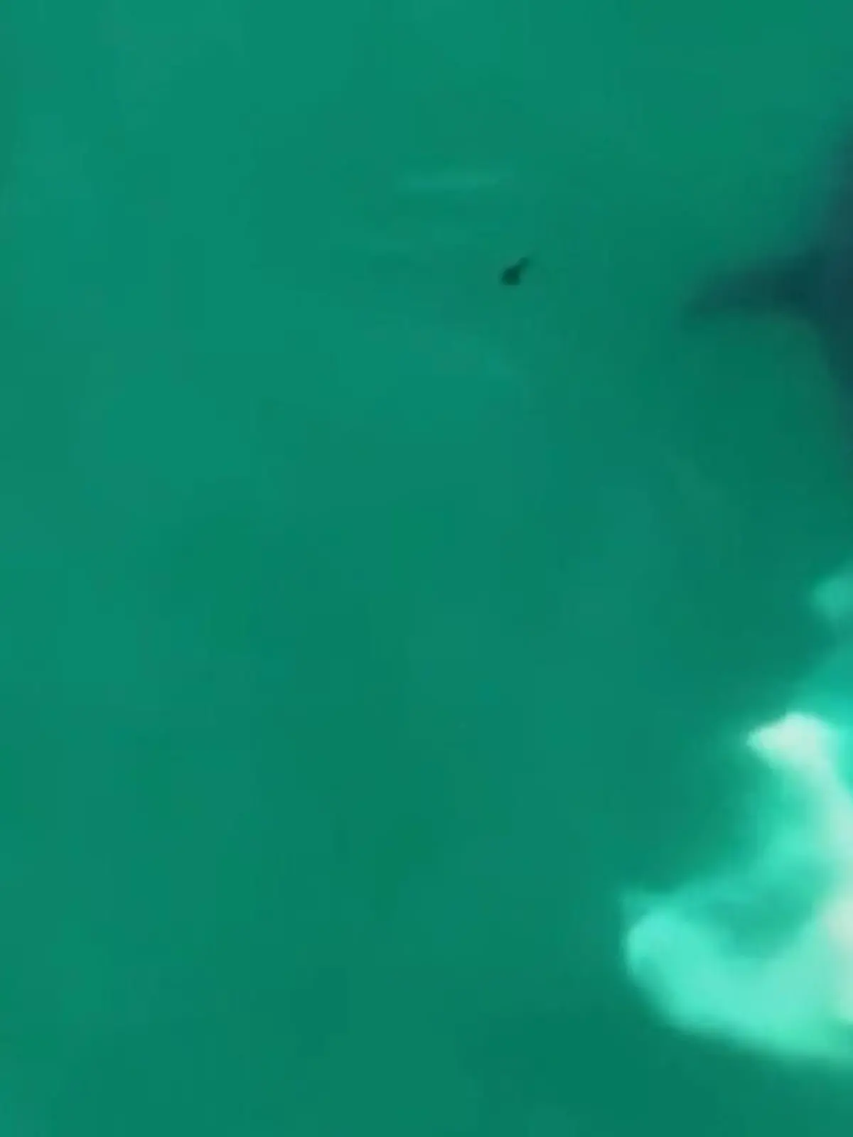 Ach du dickes Ei, oder?! Weißer Hai verrichtet Geschäft an Meeresoberfläche